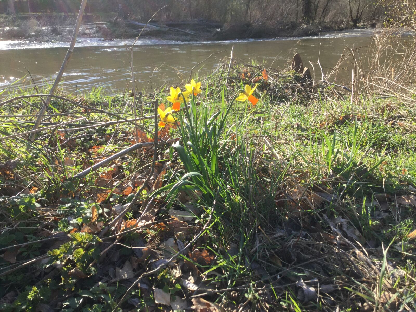 Apple iPad Air 2 sample photo. Narcissus, river, spring photography