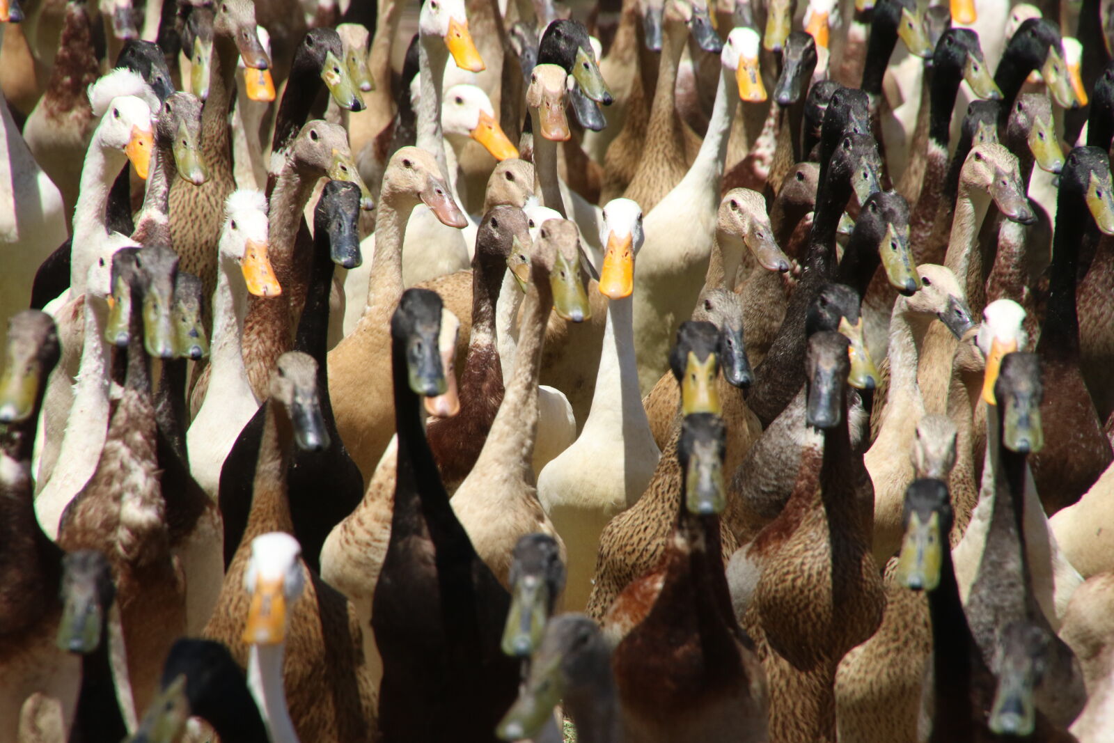Canon EOS 7D Mark II sample photo. Animals, background, beaks, birds photography