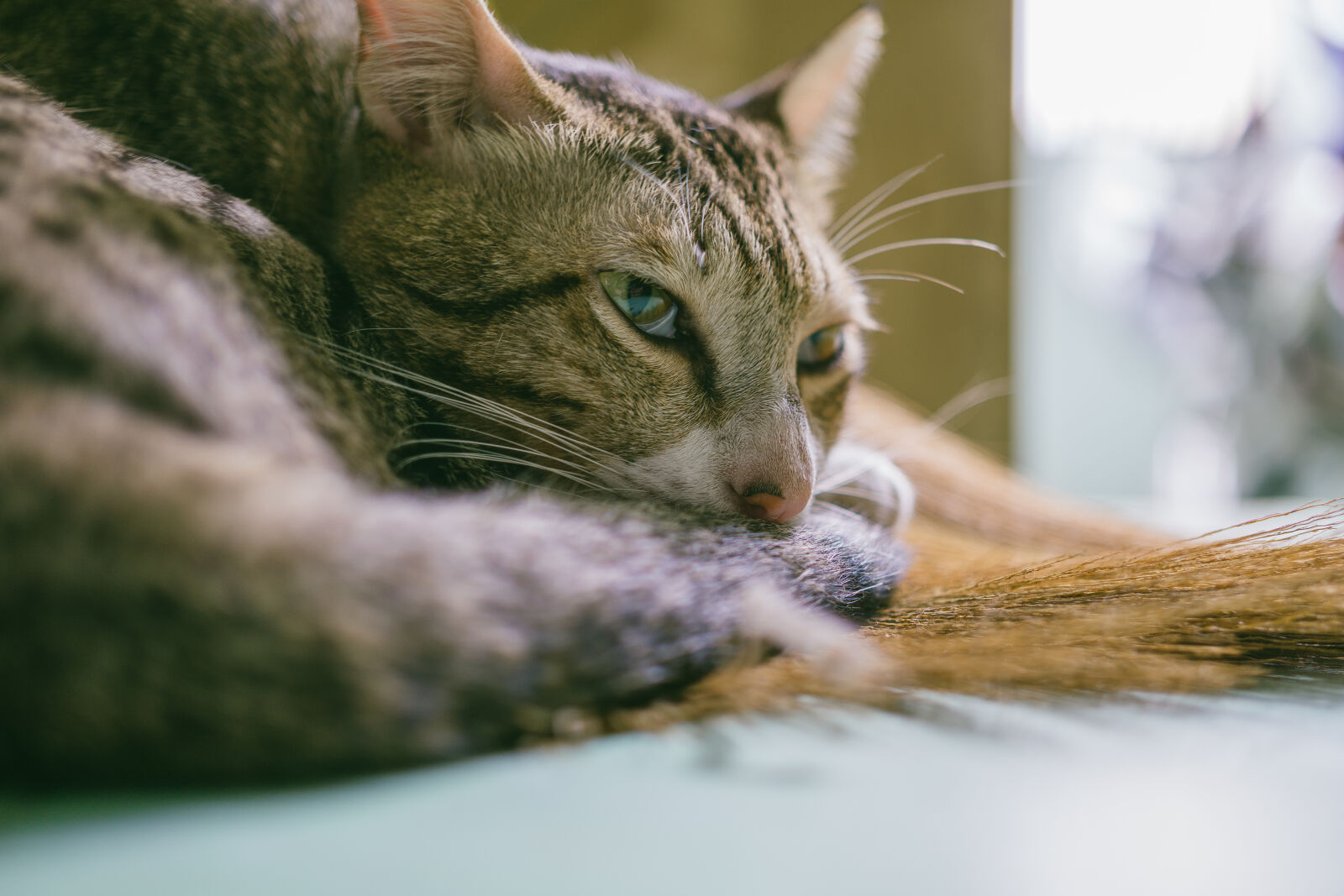 Sony a6000 + E 32mm F1.8 sample photo. Brown, tabby, cat photography