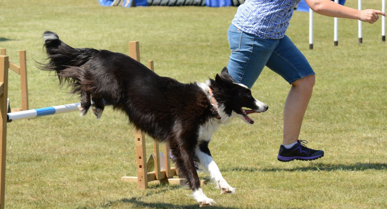 Nikon D7100 sample photo. Dog, agility, fitness photography