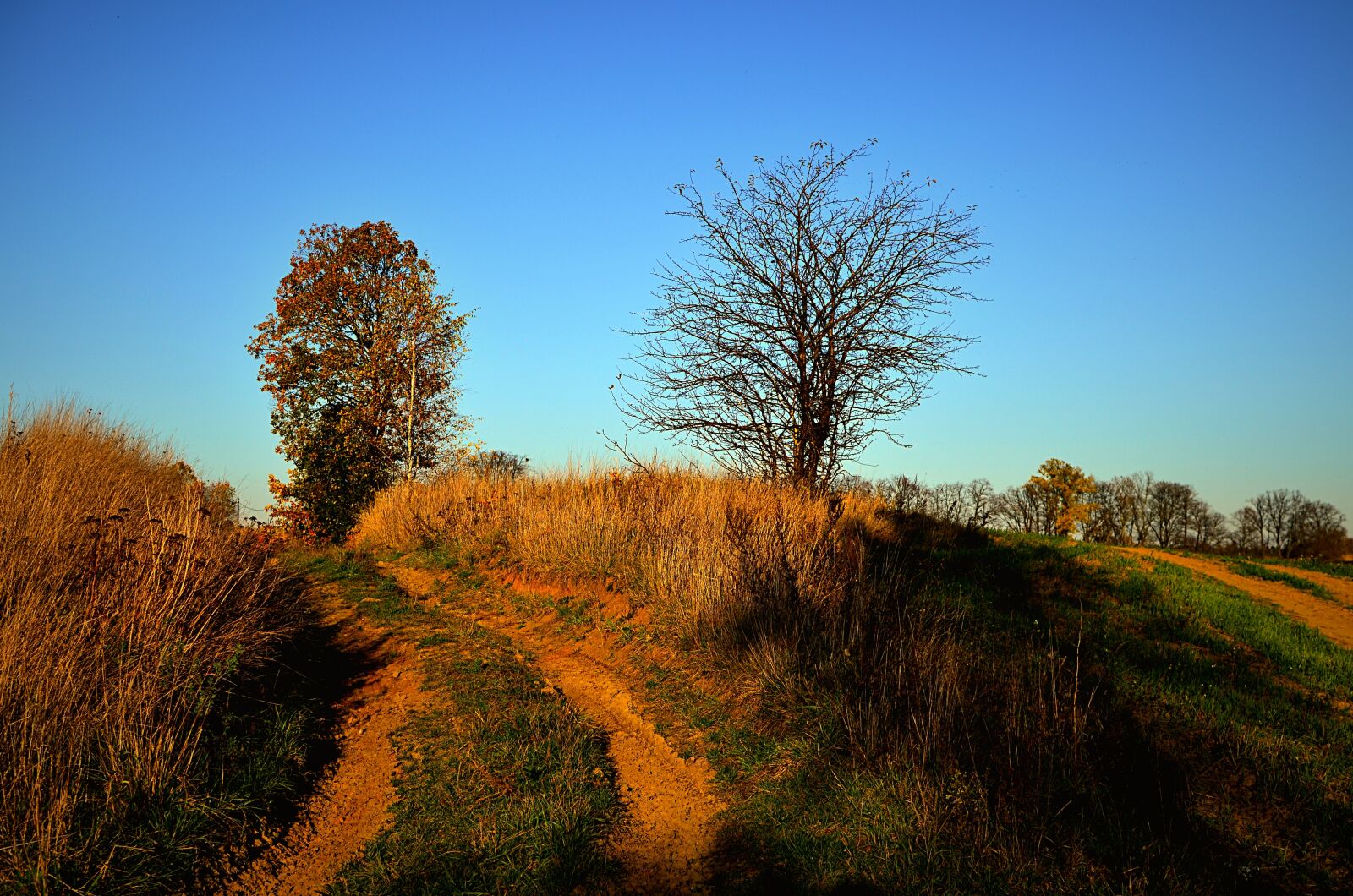 Nikon D5100 sample photo. Field, autumn, pepowo photography