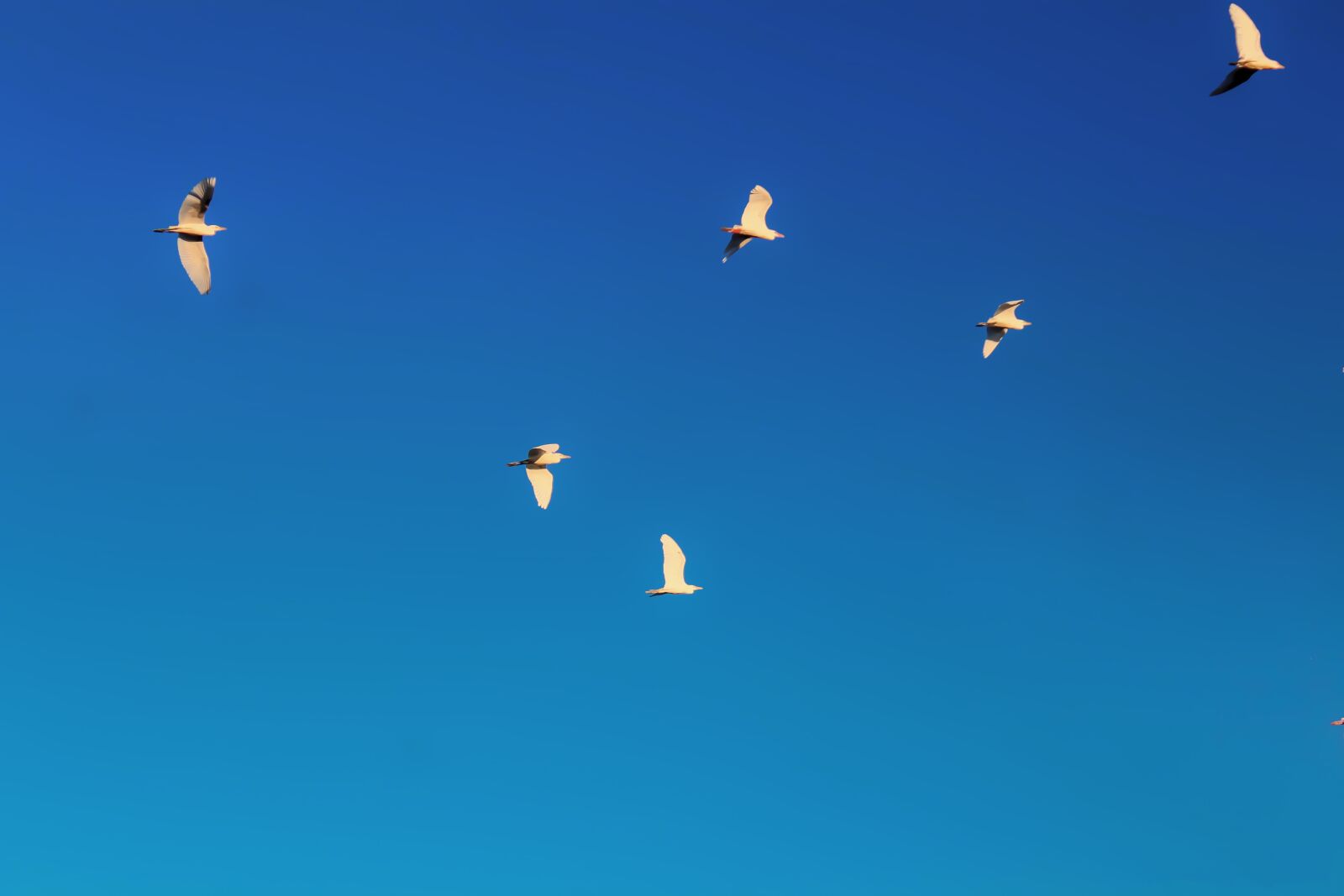 Canon EOS 1200D (EOS Rebel T5 / EOS Kiss X70 / EOS Hi) sample photo. Birds, sky, fly photography