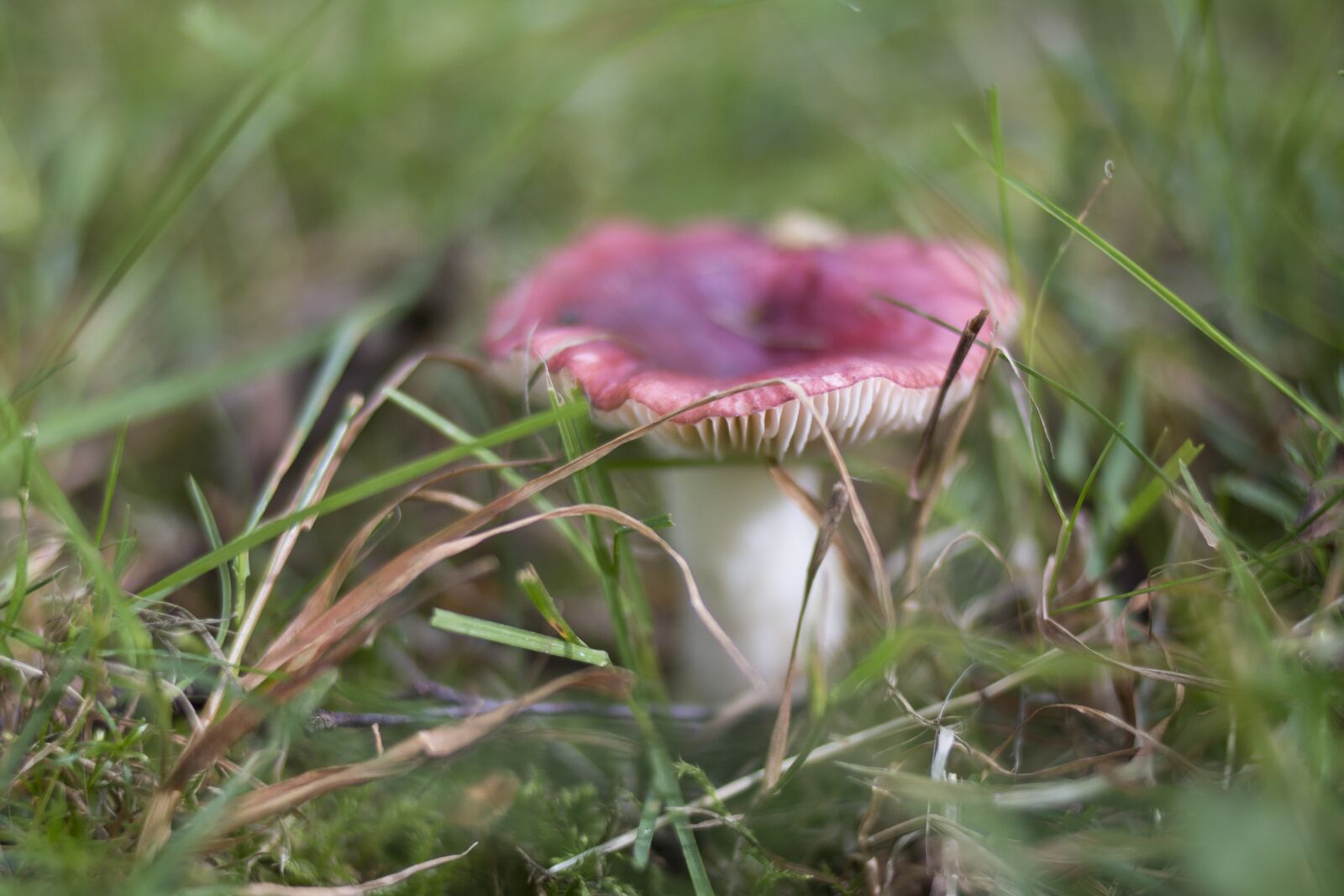 Canon EOS 70D + Canon EF 35mm F2 sample photo. Mushroom, rousku, nature photography