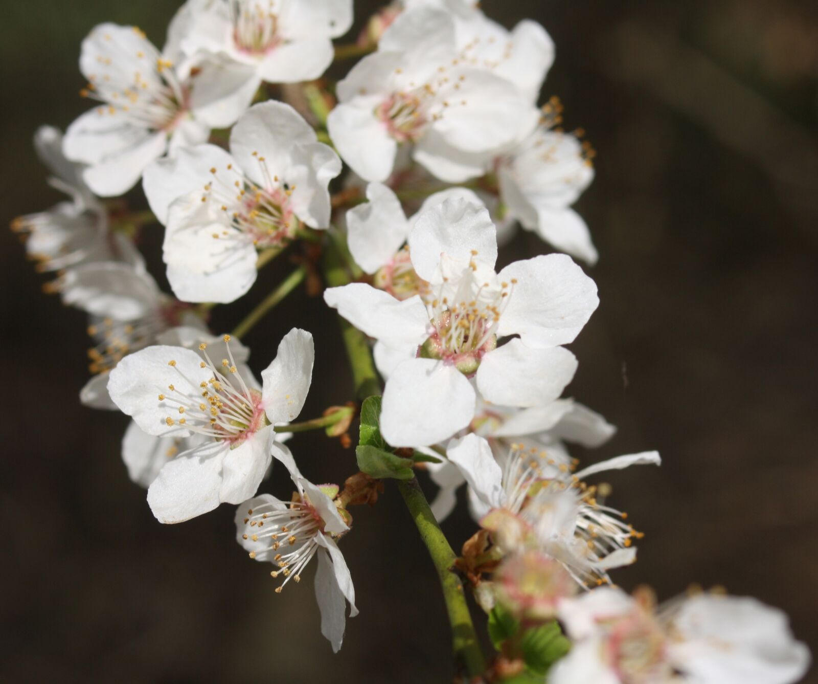 Canon EOS 1000D (EOS Digital Rebel XS / EOS Kiss F) sample photo. Cherry blossoms, hell, white photography