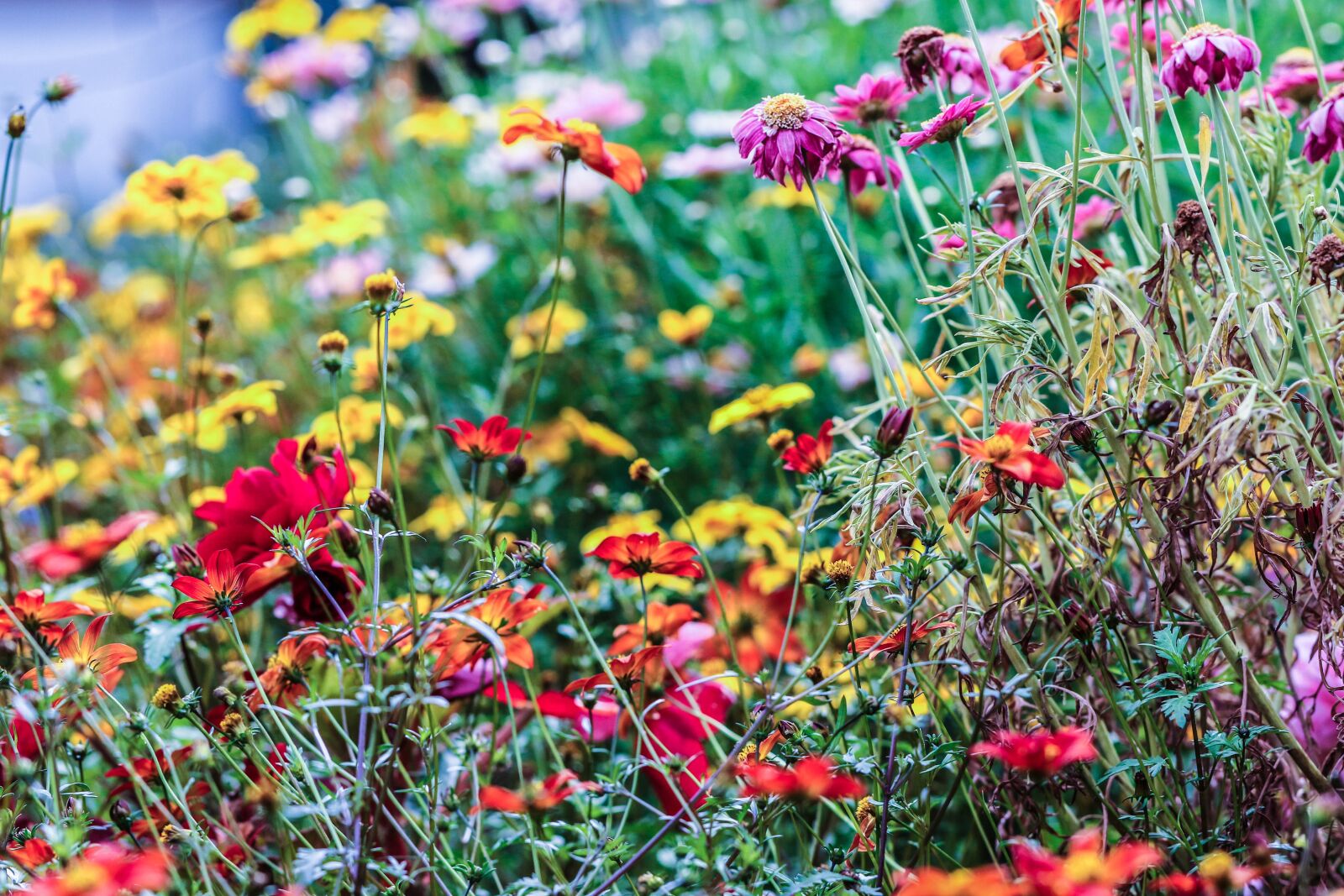 Canon EOS 7D Mark II sample photo. Flower, garden flower, summer photography