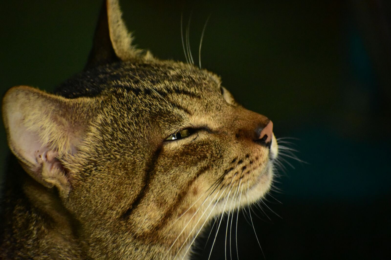 Nikon D3400 sample photo. Cat, whiskers, pet photography