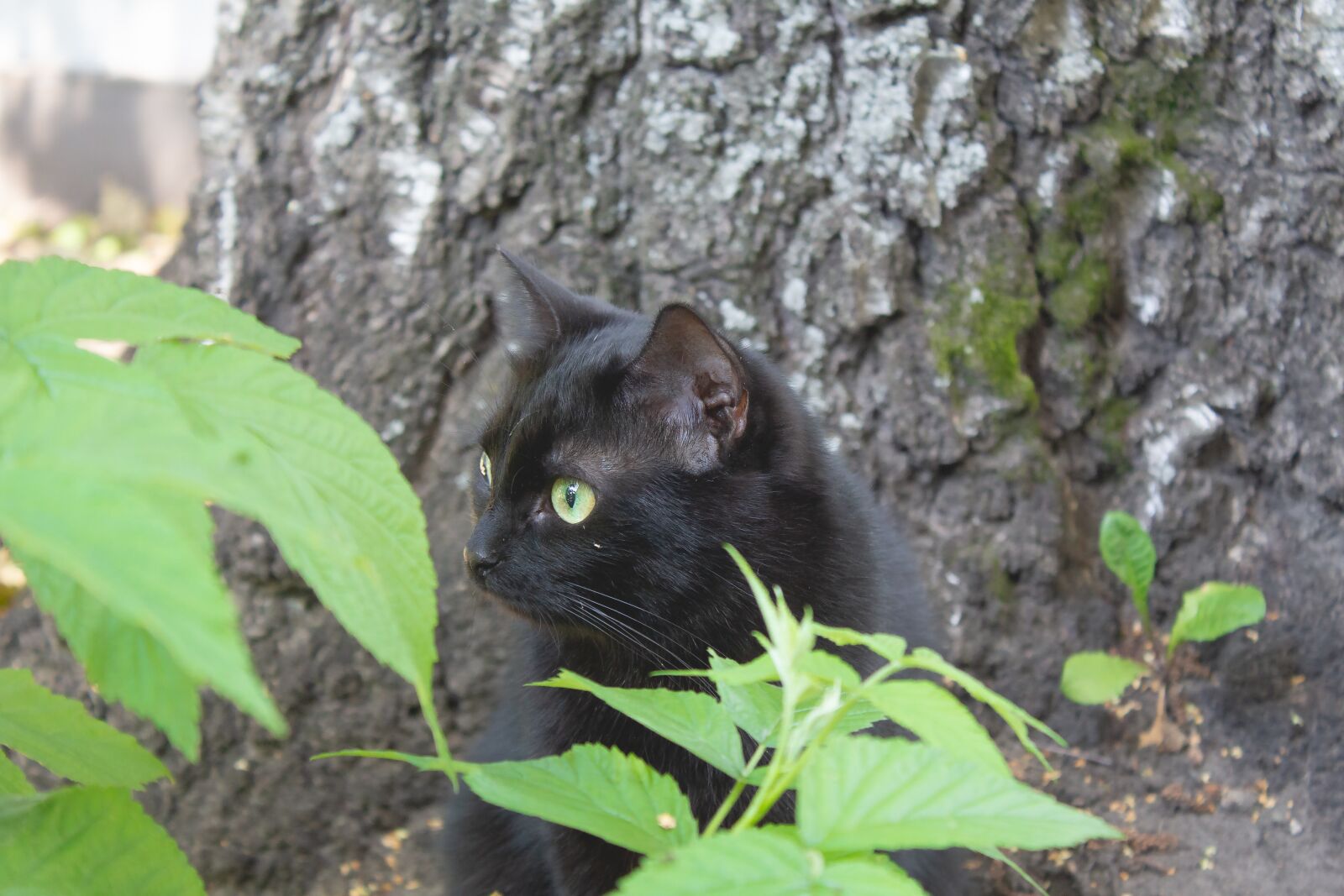 Canon EOS 650D (EOS Rebel T4i / EOS Kiss X6i) + Canon EF-S 18-55mm F3.5-5.6 III sample photo. Cat, black, portrait photography