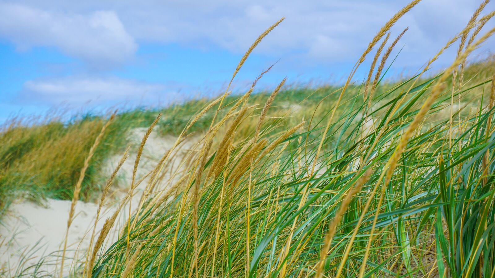 Sony a6000 sample photo. Beach, denmark, dunes photography
