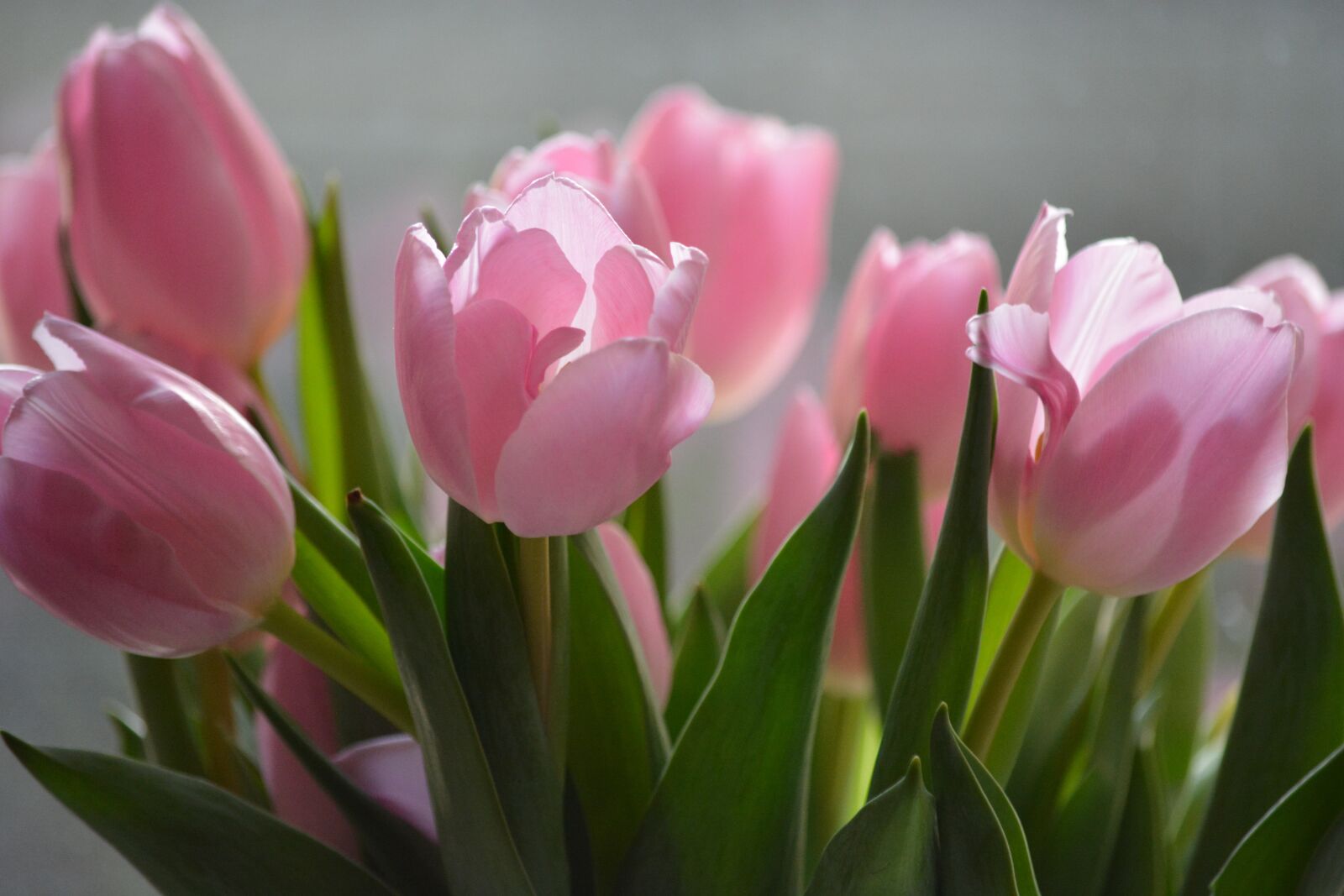 Nikon D7100 sample photo. Nature, flowers, tulips photography
