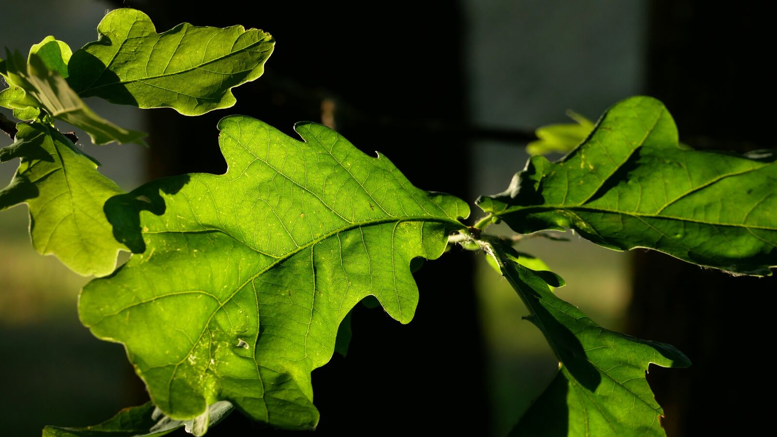 Panasonic Lumix DMC-GX85 (Lumix DMC-GX80 / Lumix DMC-GX7 Mark II) sample photo. Leaf, light, nature photography