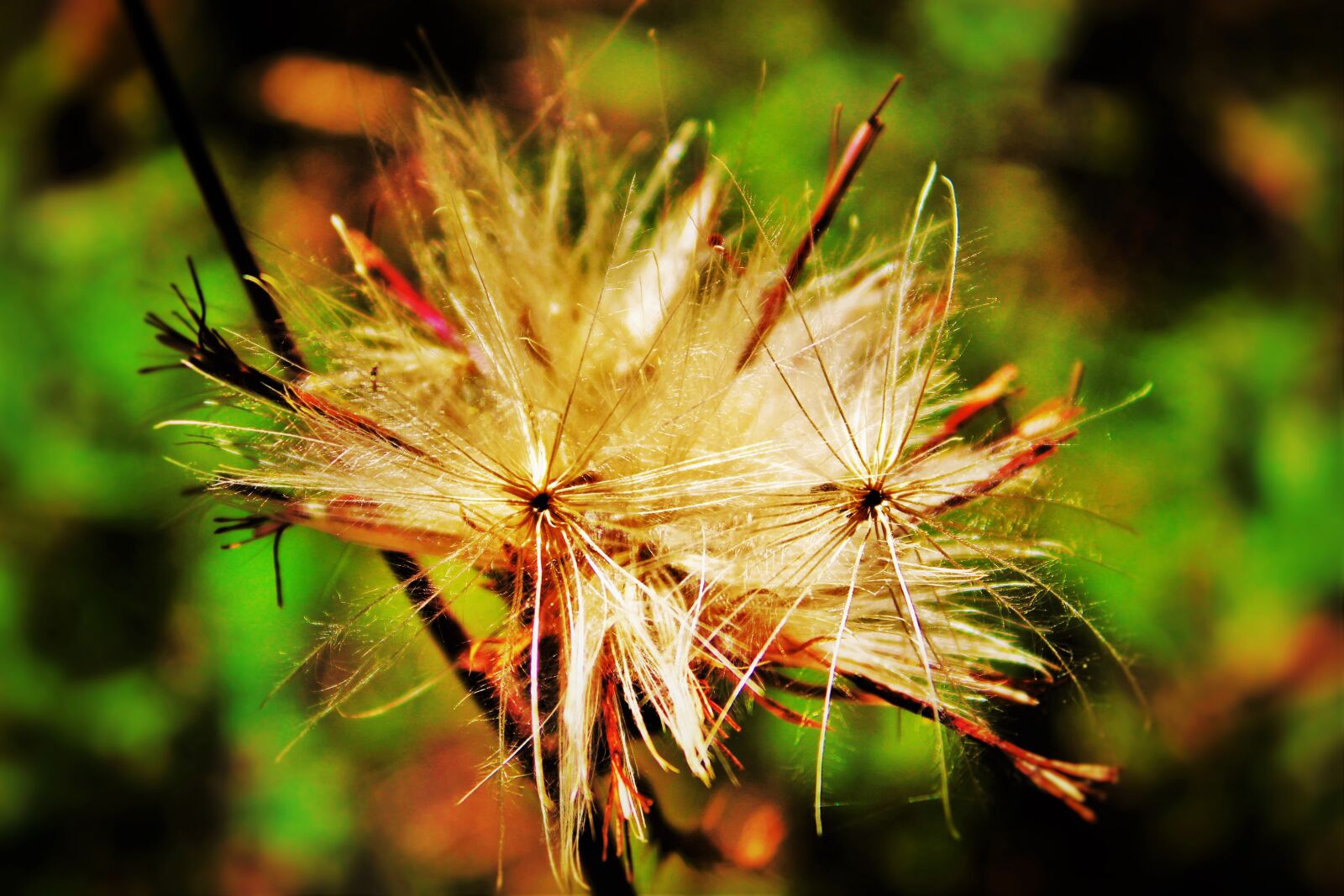 Canon EOS 1300D (EOS Rebel T6 / EOS Kiss X80) sample photo. Dandelion photography