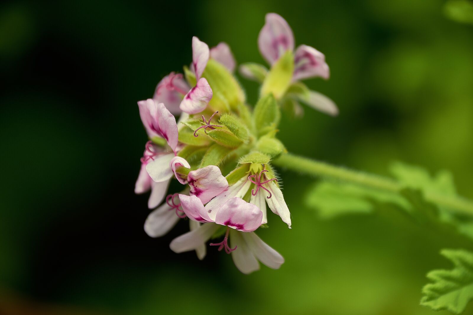 Nikon D7200 sample photo. Garden, outbreak, flowering photography