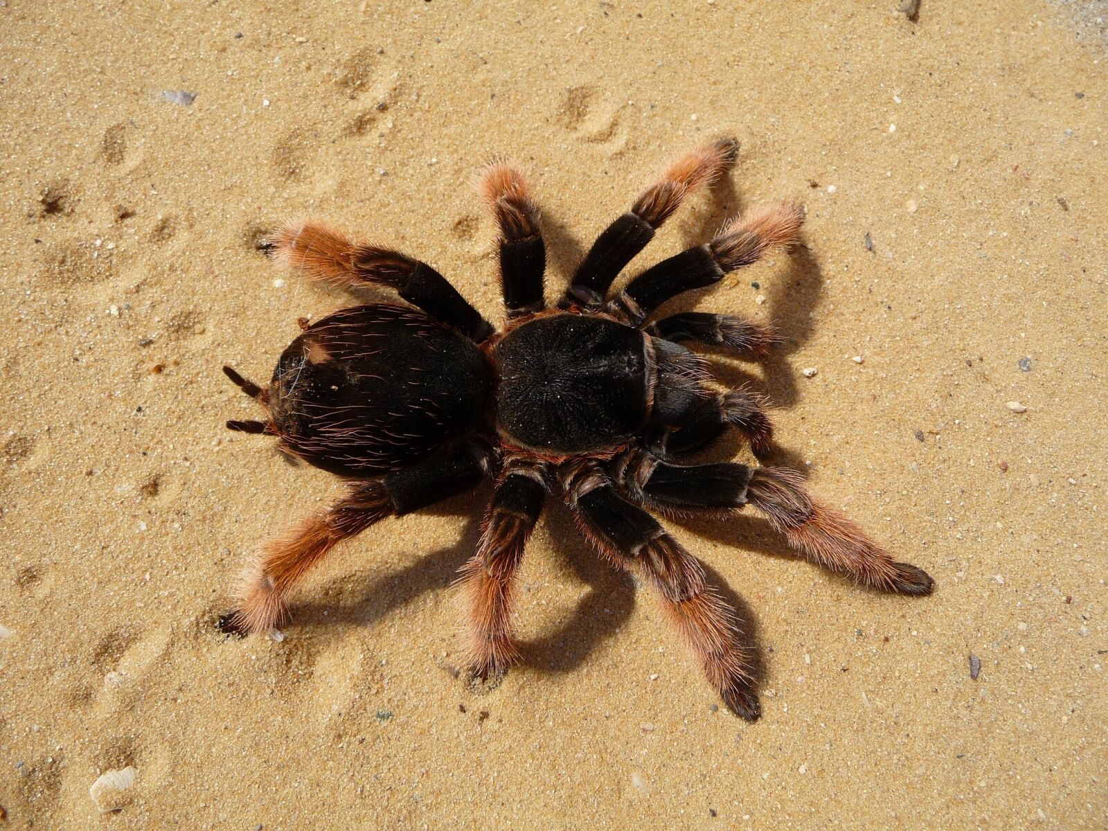 Panasonic Lumix DMC-TZ5 sample photo. Mexican pink tarantula, spider photography