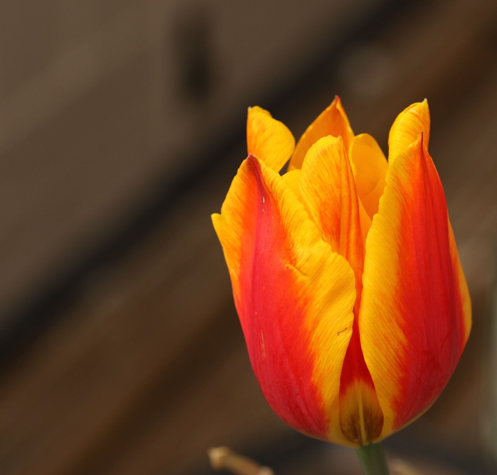 Canon EOS 7D Mark II sample photo. Tulip, plant, flower photography