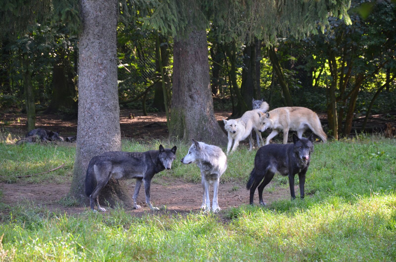 Nikon D5100 sample photo. Wolves, forest, predator photography
