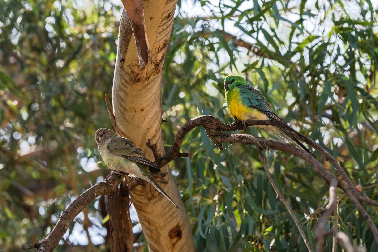 Nikon D750 sample photo. Parrot, red-rumped parrot, australian photography