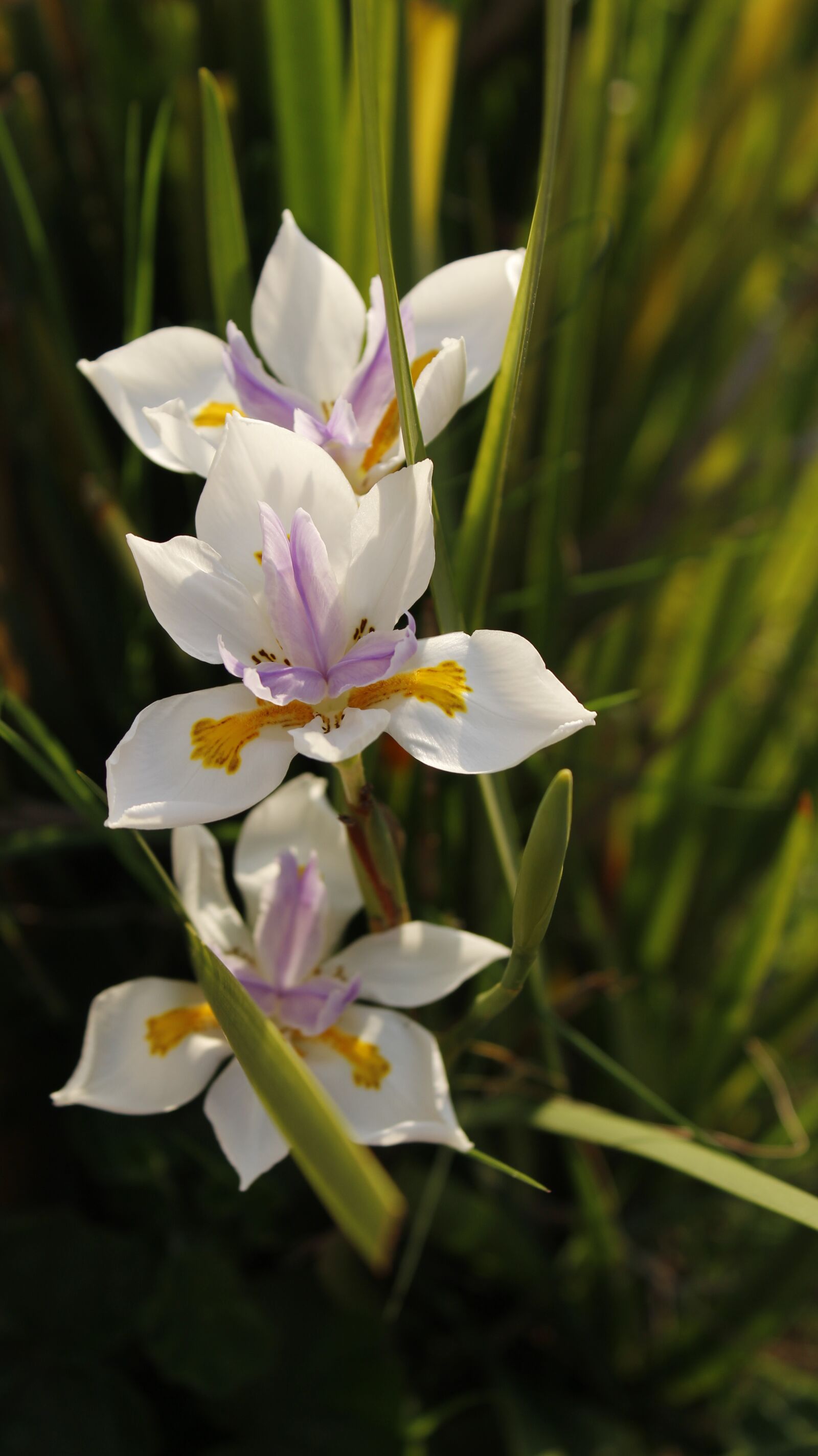 Canon EOS 1300D (EOS Rebel T6 / EOS Kiss X80) sample photo. Flower, nature, purity photography