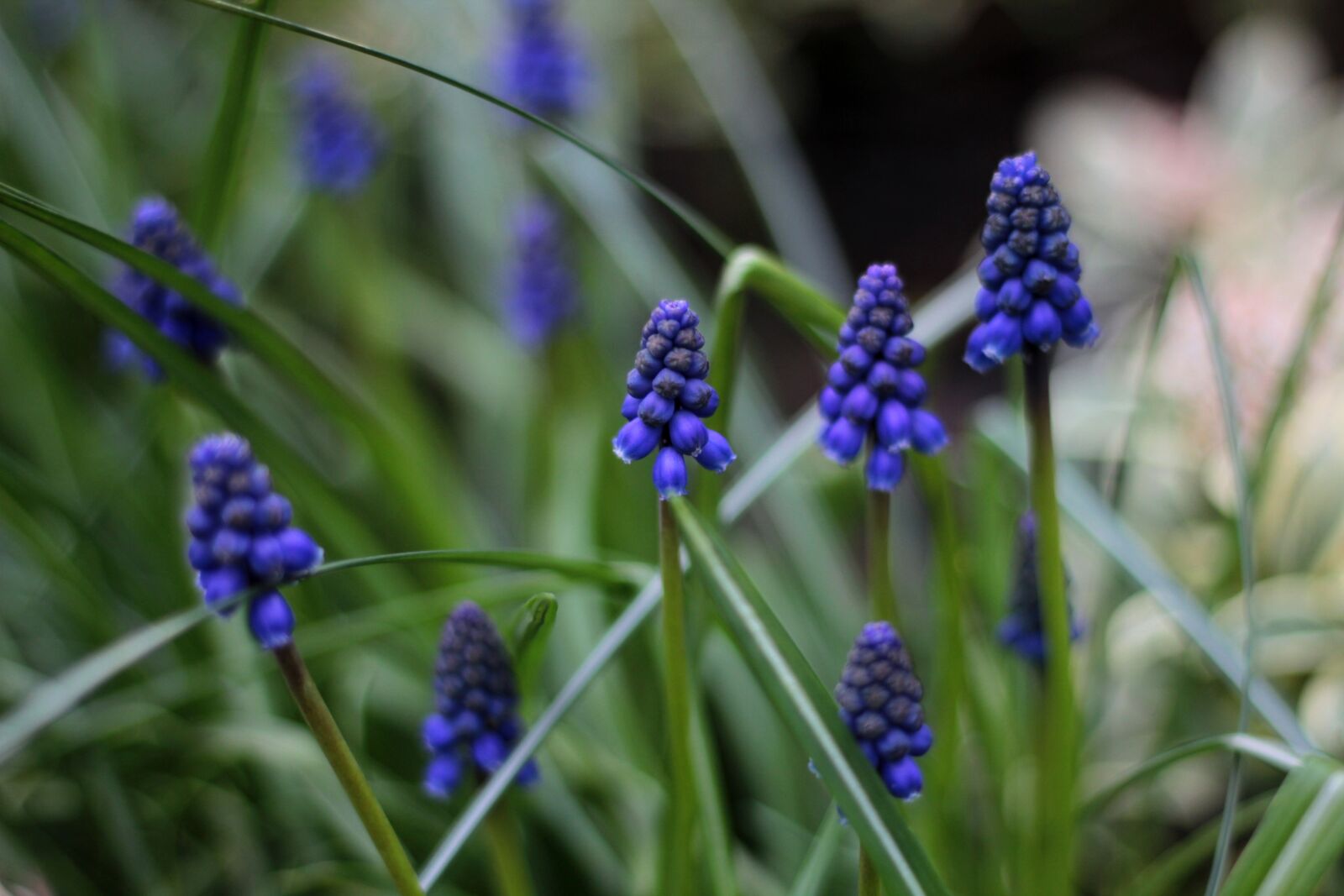 Canon EOS 600D (Rebel EOS T3i / EOS Kiss X5) + Canon EF 50mm F1.8 STM sample photo. Muscari botryoides, blue green photography