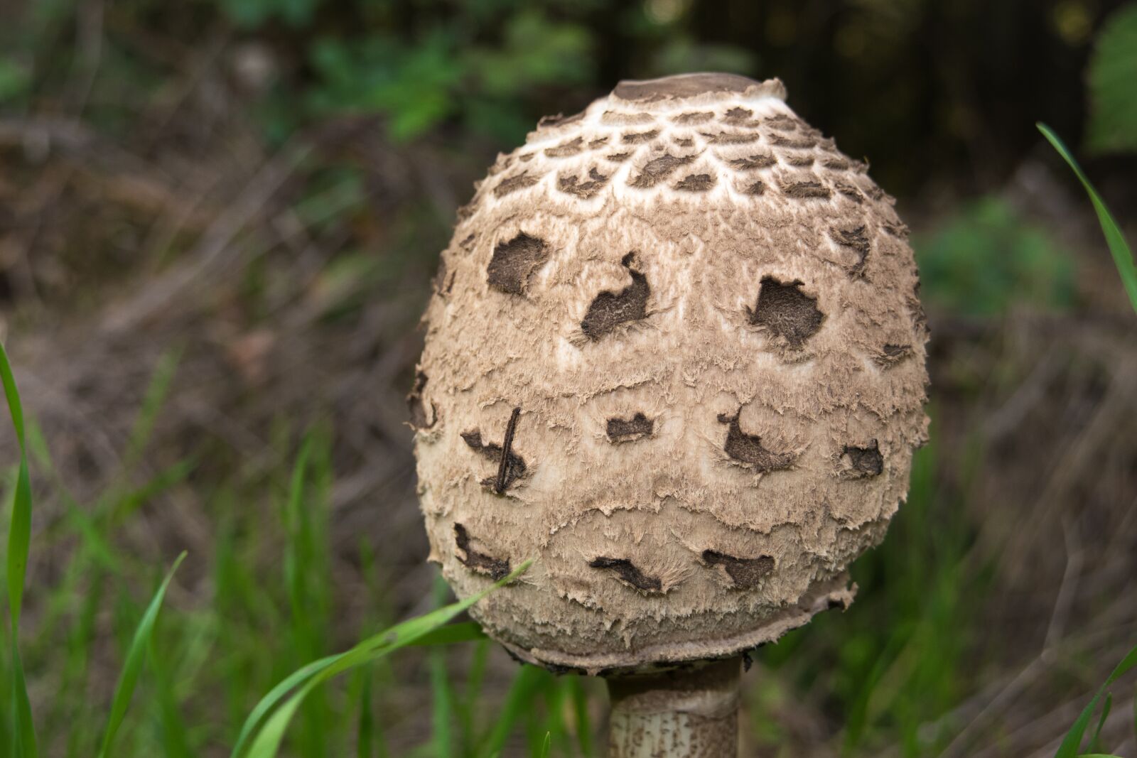 Canon PowerShot G3 X sample photo. Parasol, schirmling, mushroom photography