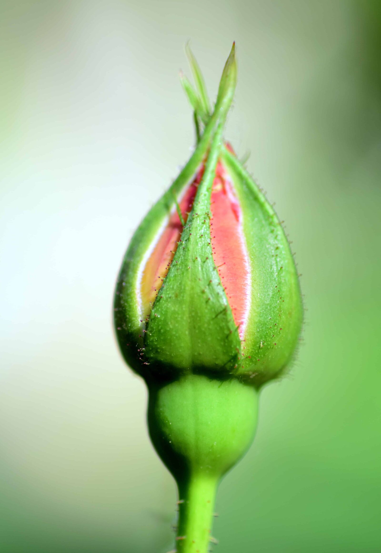 Nikon D3300 sample photo. Rose, bud, flower, plant photography