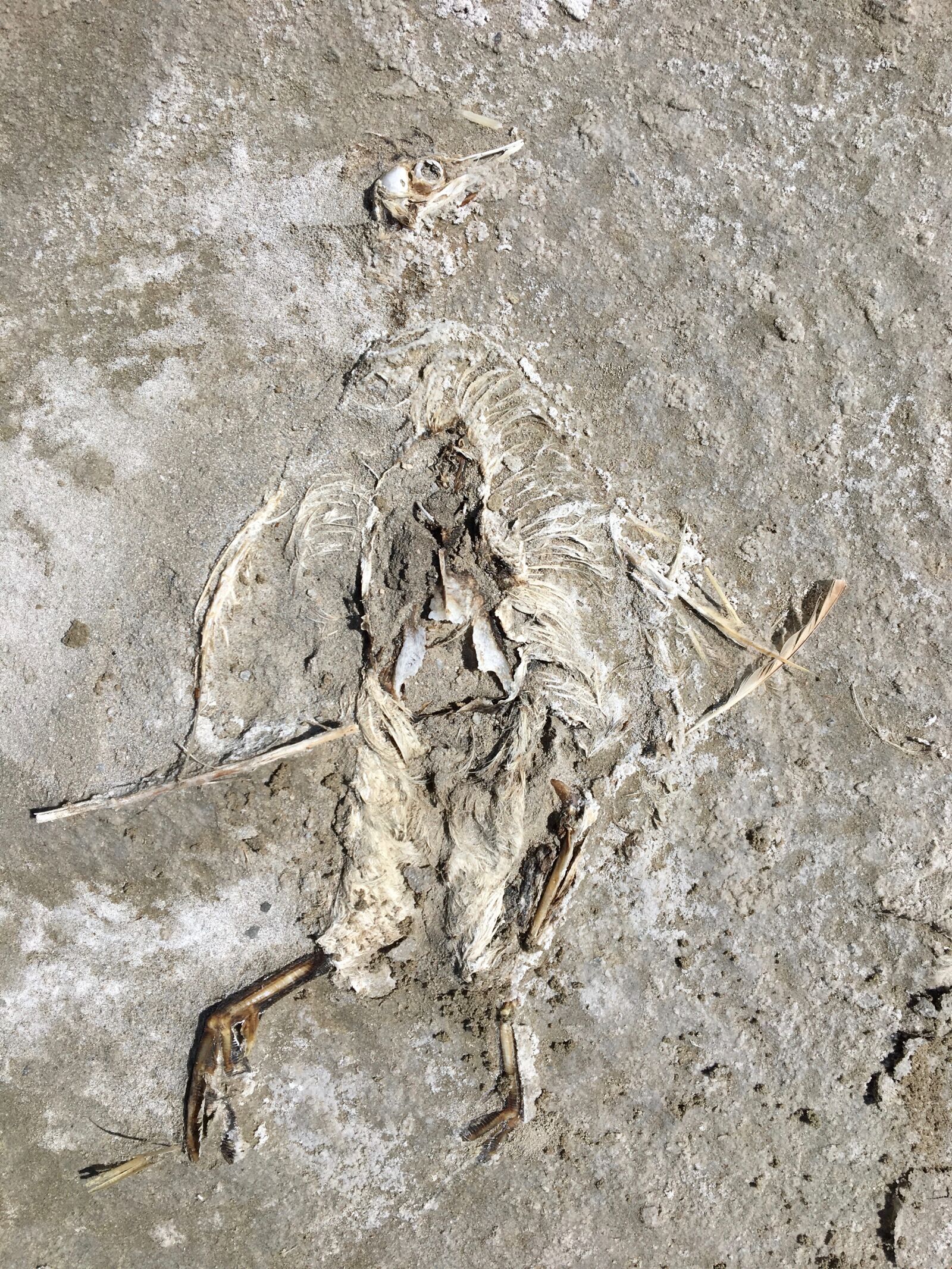 Apple iPhone 6s sample photo. Dead bird, carcass, nature photography