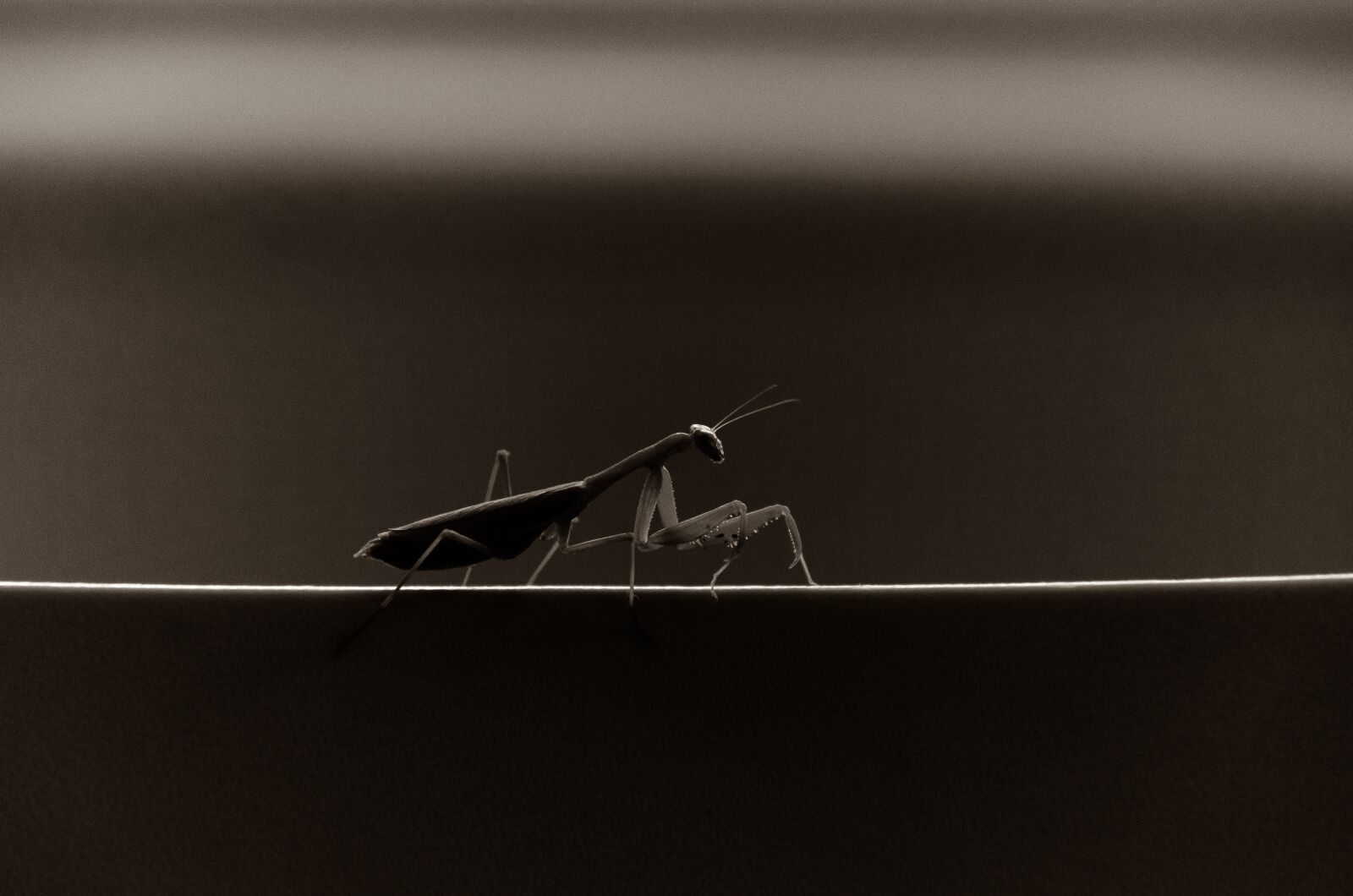 Nikon D7000 sample photo. Praying mantis, mantis, bug photography