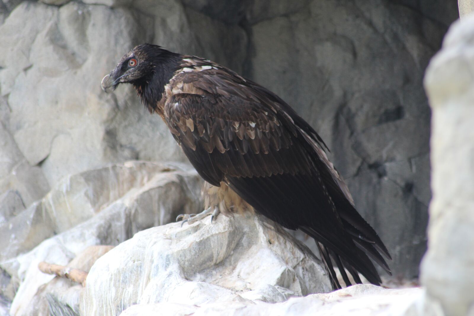 Canon EOS 600D (Rebel EOS T3i / EOS Kiss X5) sample photo. Adler, bird, bird of photography