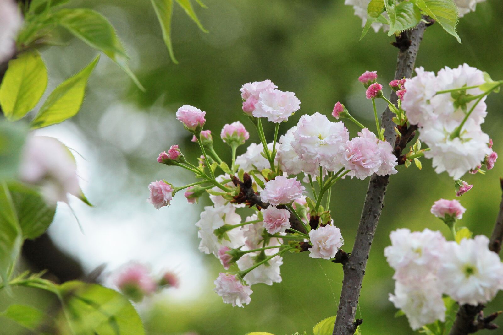Canon EOS 500D (EOS Rebel T1i / EOS Kiss X3) sample photo. Plant, cherry blossoms, chrysanthemum photography