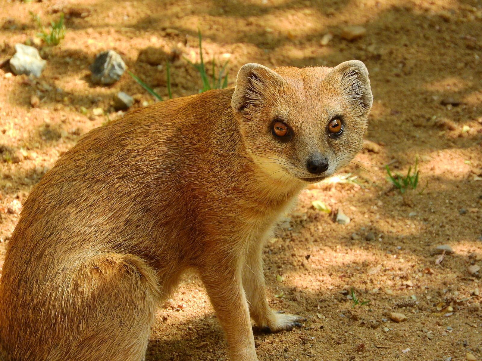 Nikon Coolpix P610 sample photo. Mongoose fox, mongoose, cynictis photography