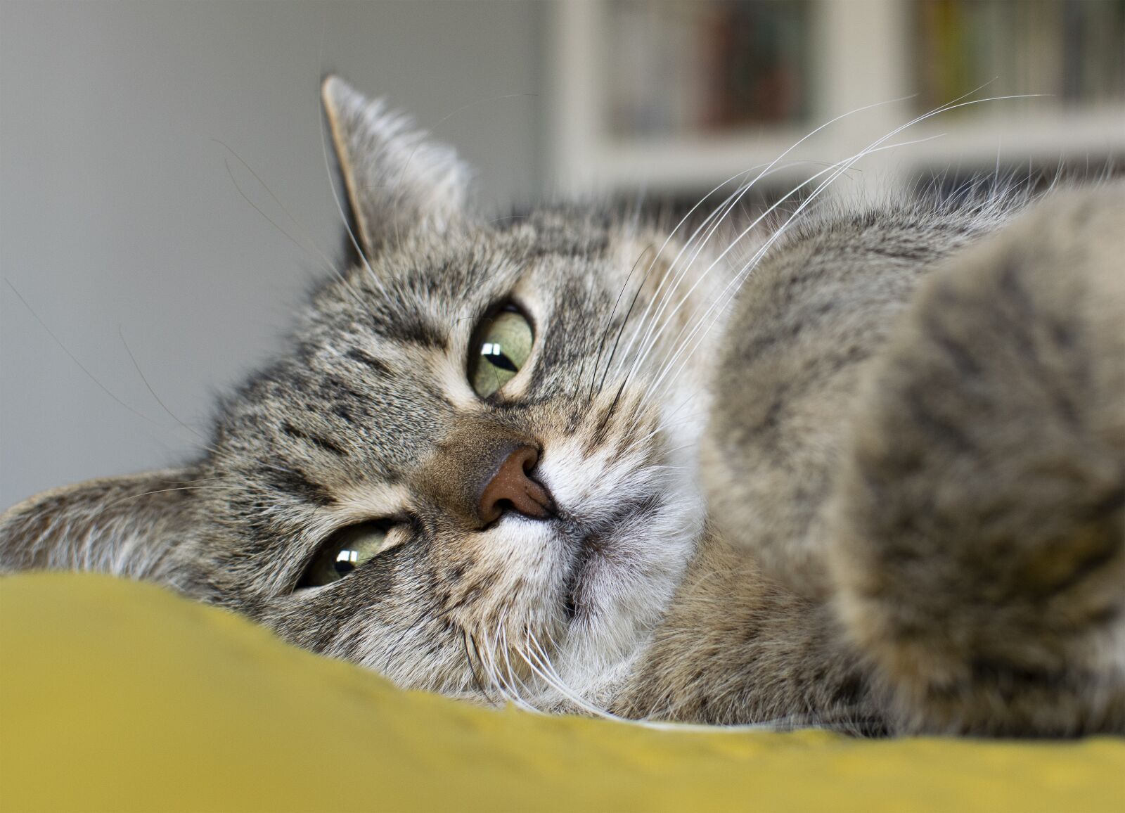 Nikon D5300 sample photo. Cat, kitten, pet photography