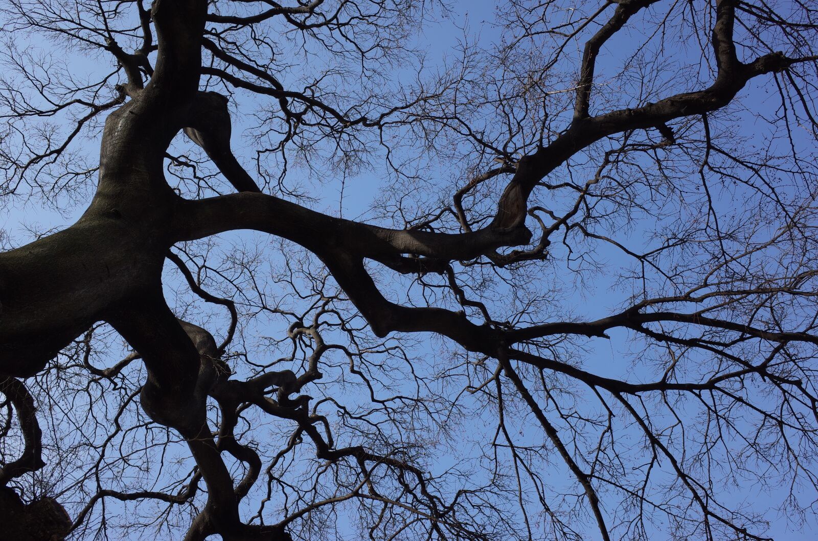 Ricoh GR II sample photo. Wood, sky, backlight photography