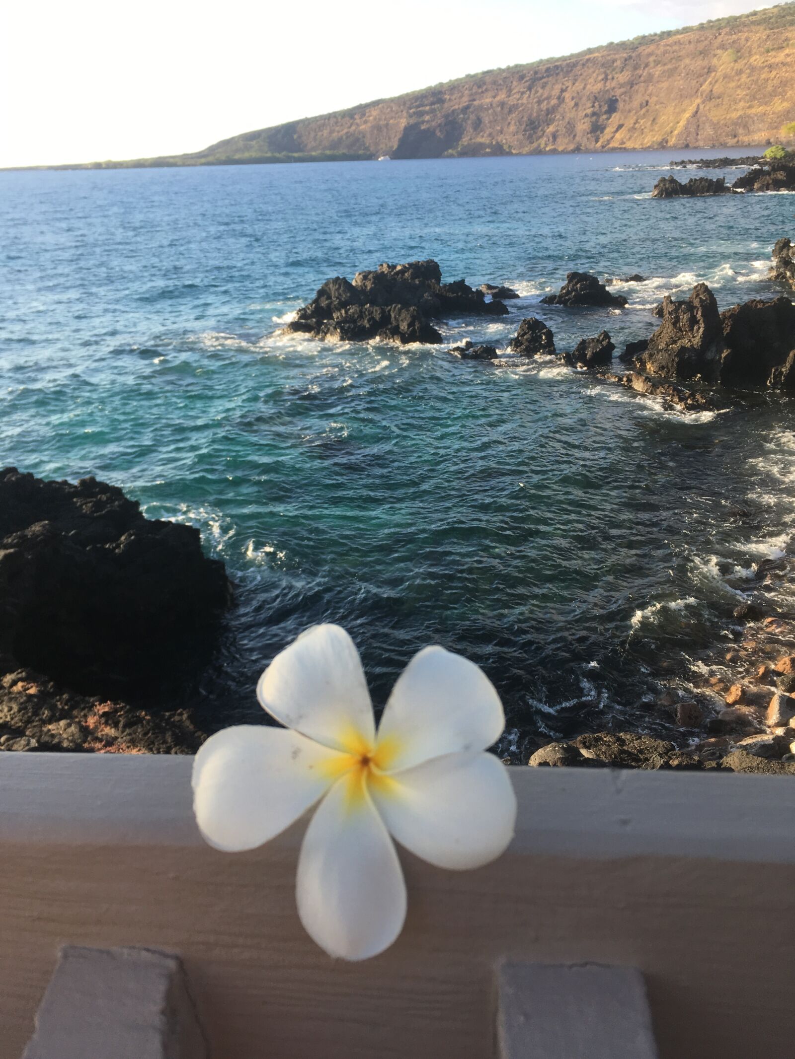 iPhone SE back camera 4.15mm f/2.2 sample photo. Flower, ocean, hawaii photography