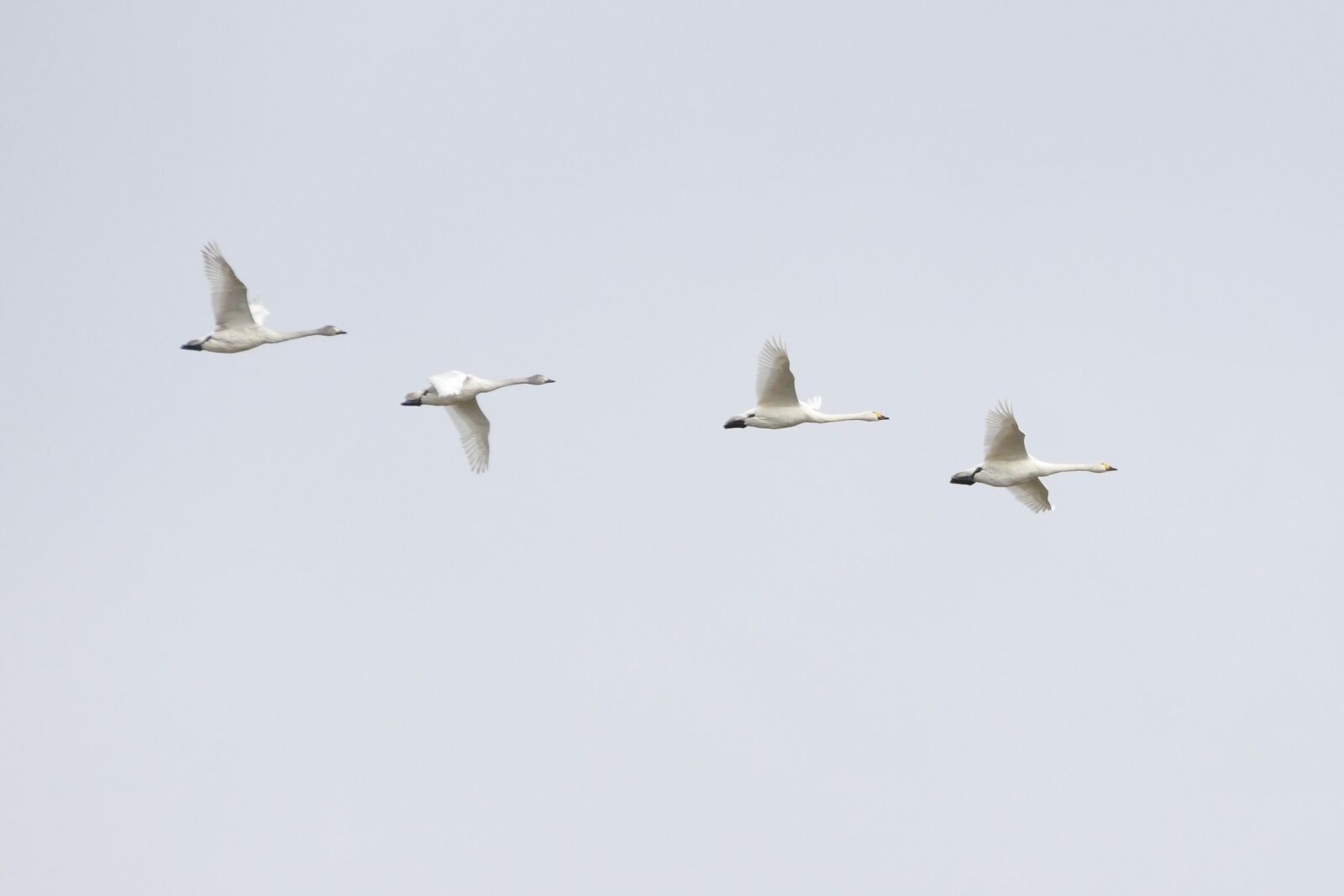 Panasonic Lumix DMC-FZ1000 sample photo. Bird, swan, bewick photography