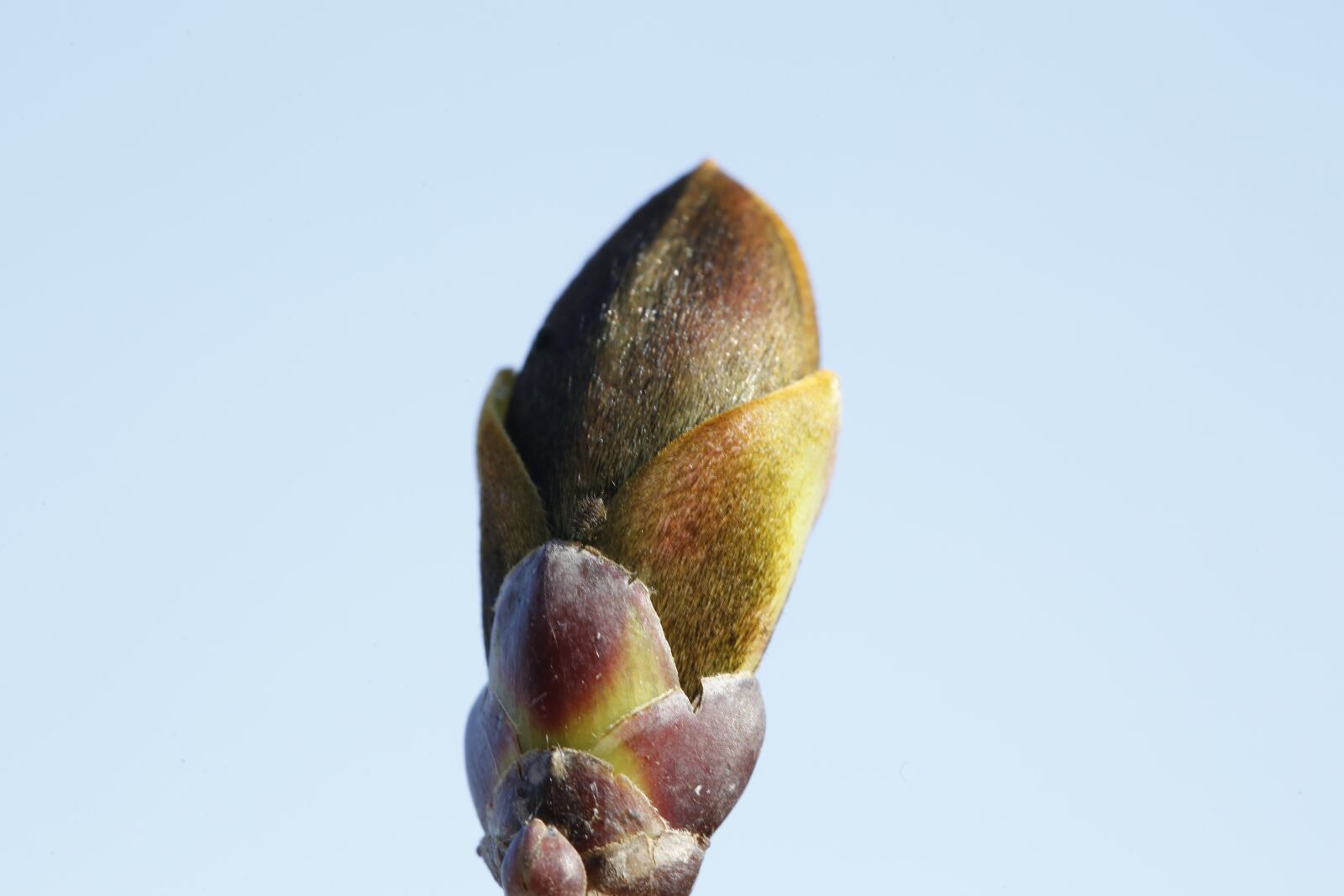 Canon EF 100mm F2.8L Macro IS USM sample photo. Spring, plant, engine photography