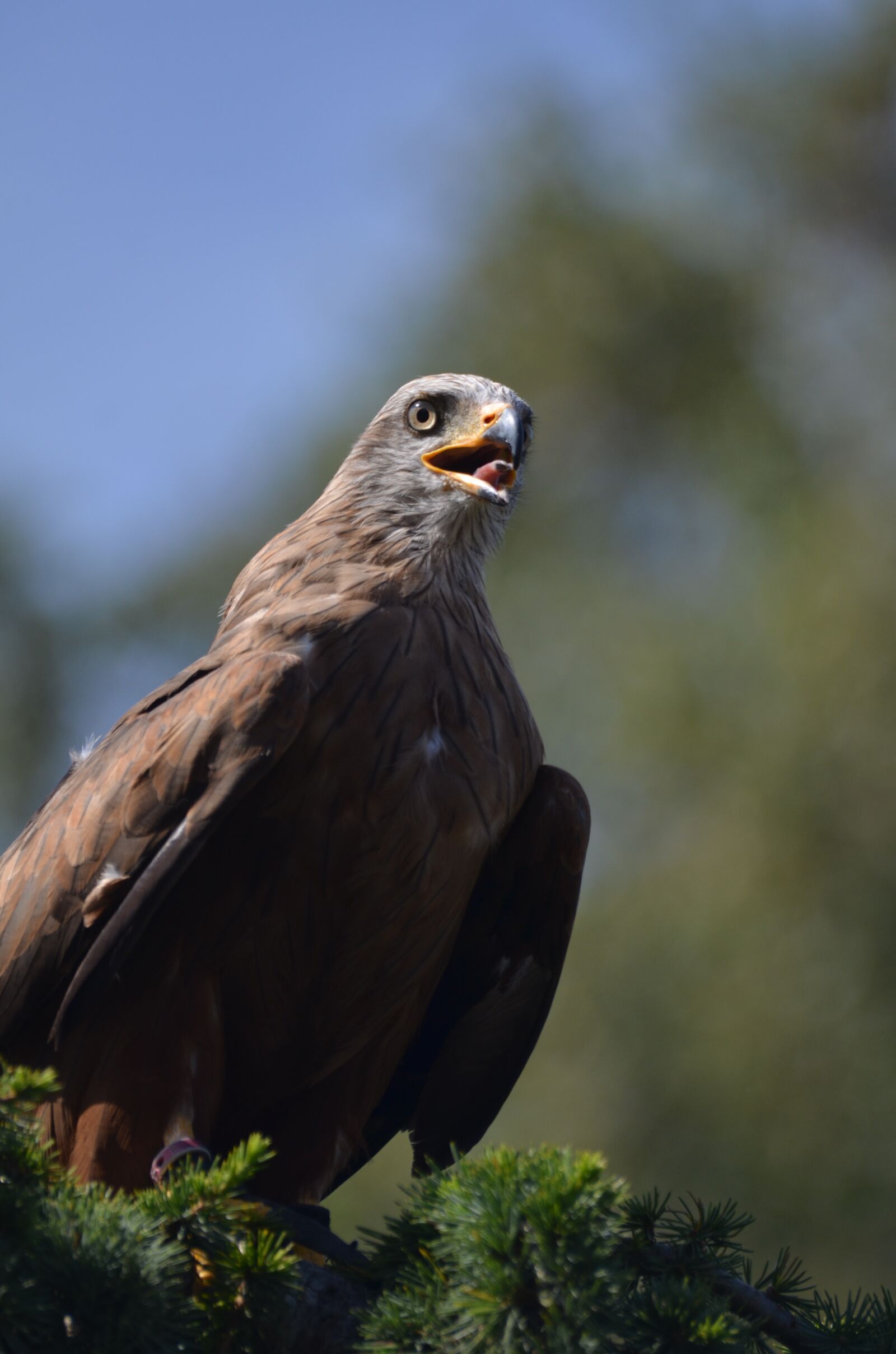 Nikon D7000 sample photo. Eagle, raptor, bird photography
