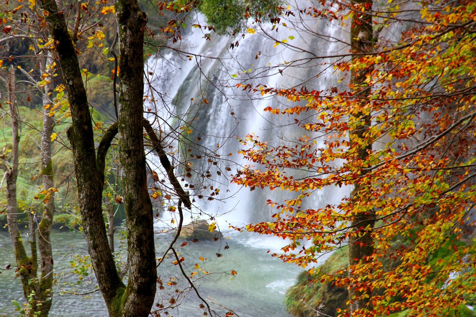 Canon EOS 7D sample photo. Autumn, tree, leaves photography