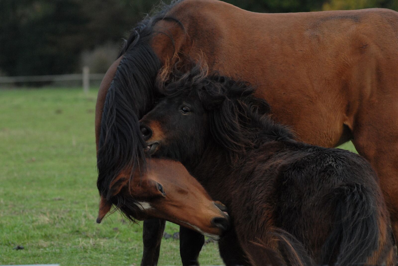 Nikon D200 sample photo. Horse, pony, freedom photography