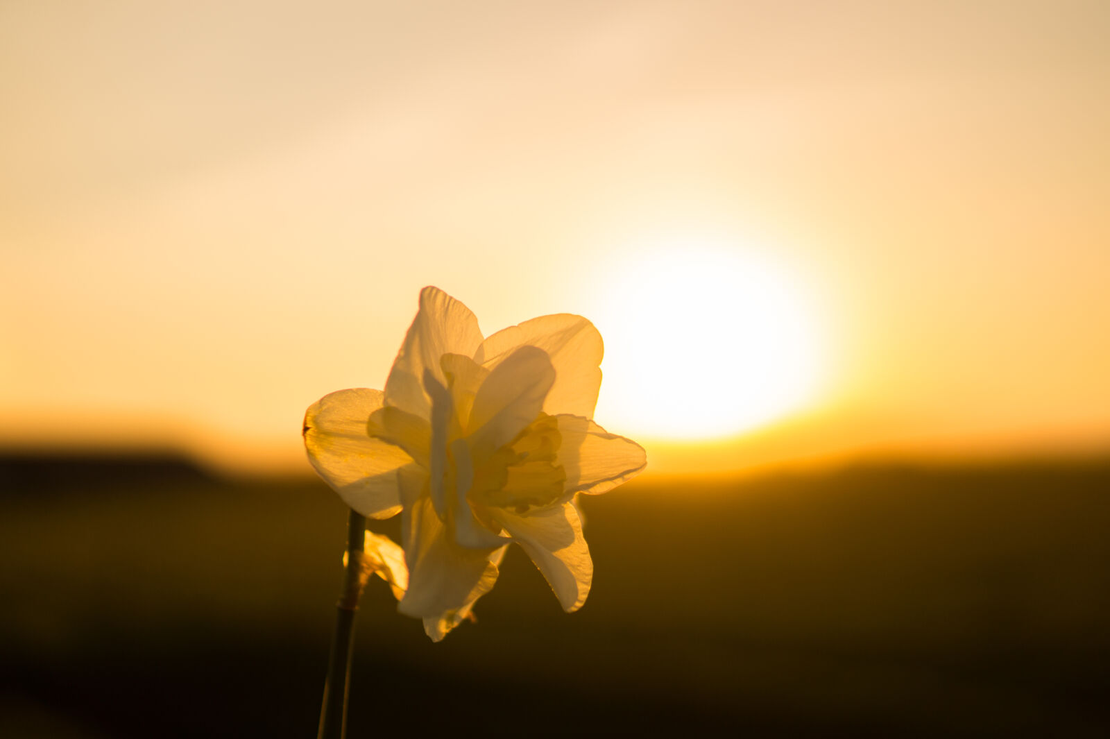 Sony DT 35mm F1.8 SAM sample photo. Flora, flowers, hazy, narcissus photography