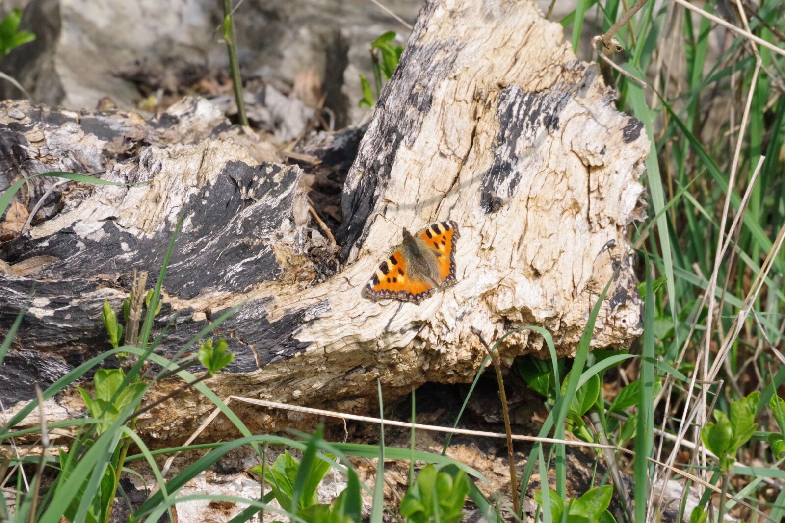 Pentax K-70 sample photo. Little fox, butterfly, nature photography