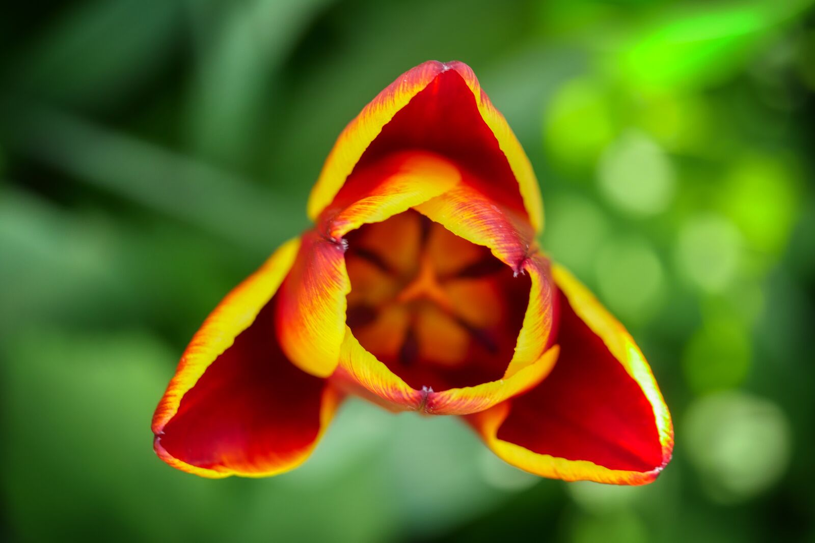 Panasonic Lumix DMC-GX8 sample photo. Tulip, blossom, bloom photography