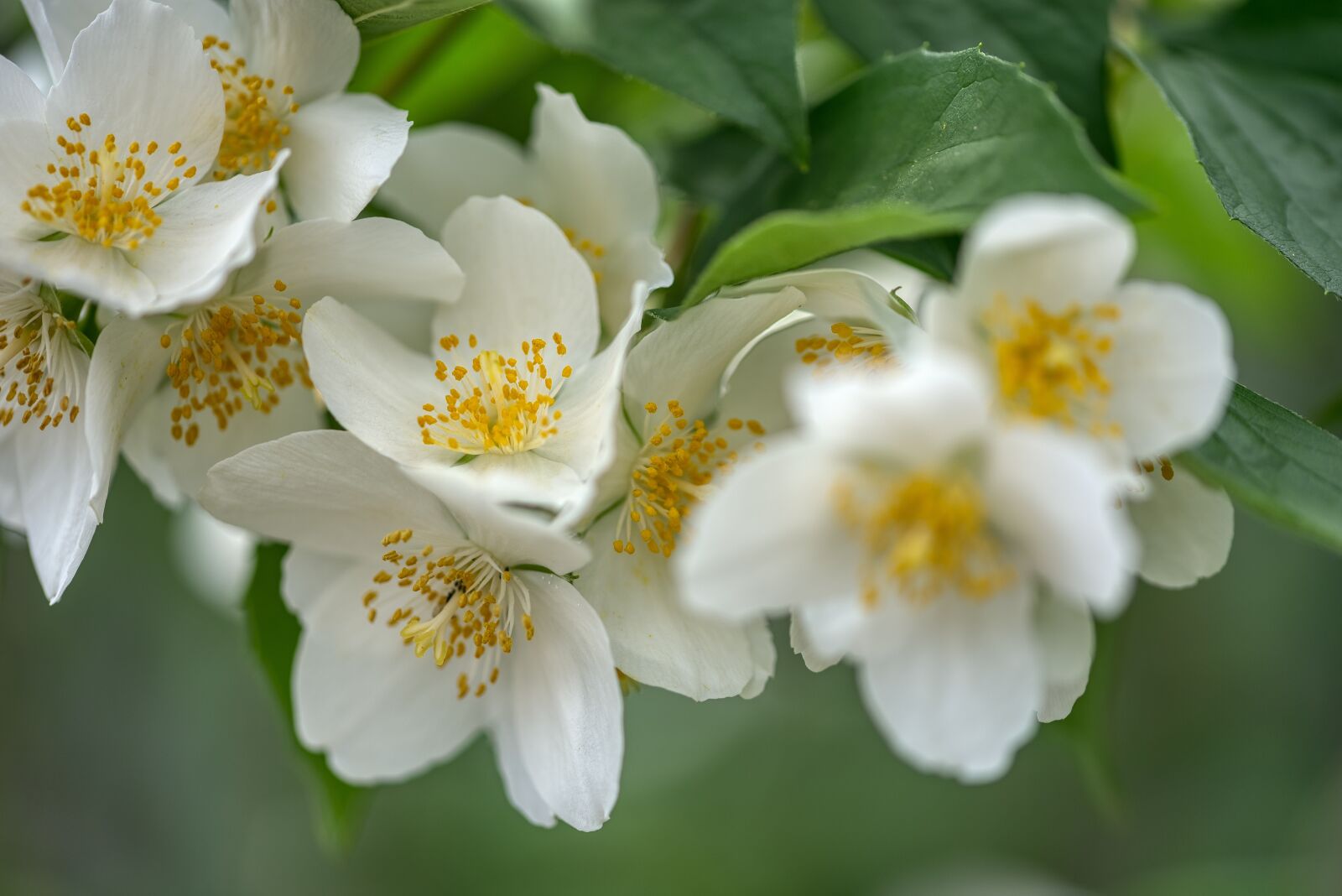 Nikon D750 sample photo. Philadelphus coronary, whistle shrub photography