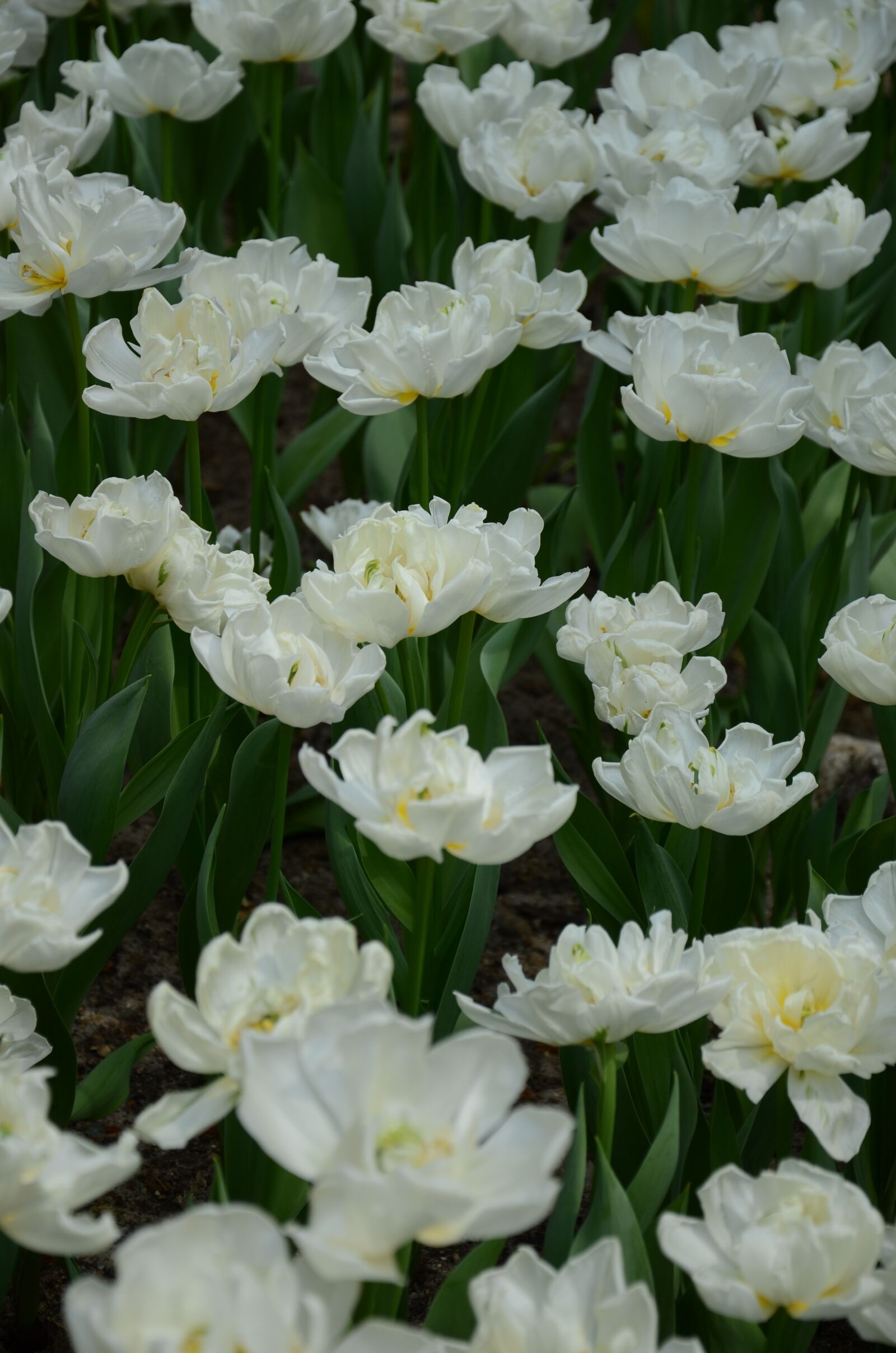Nikon D7000 sample photo. Leaf, flowers, garden photography