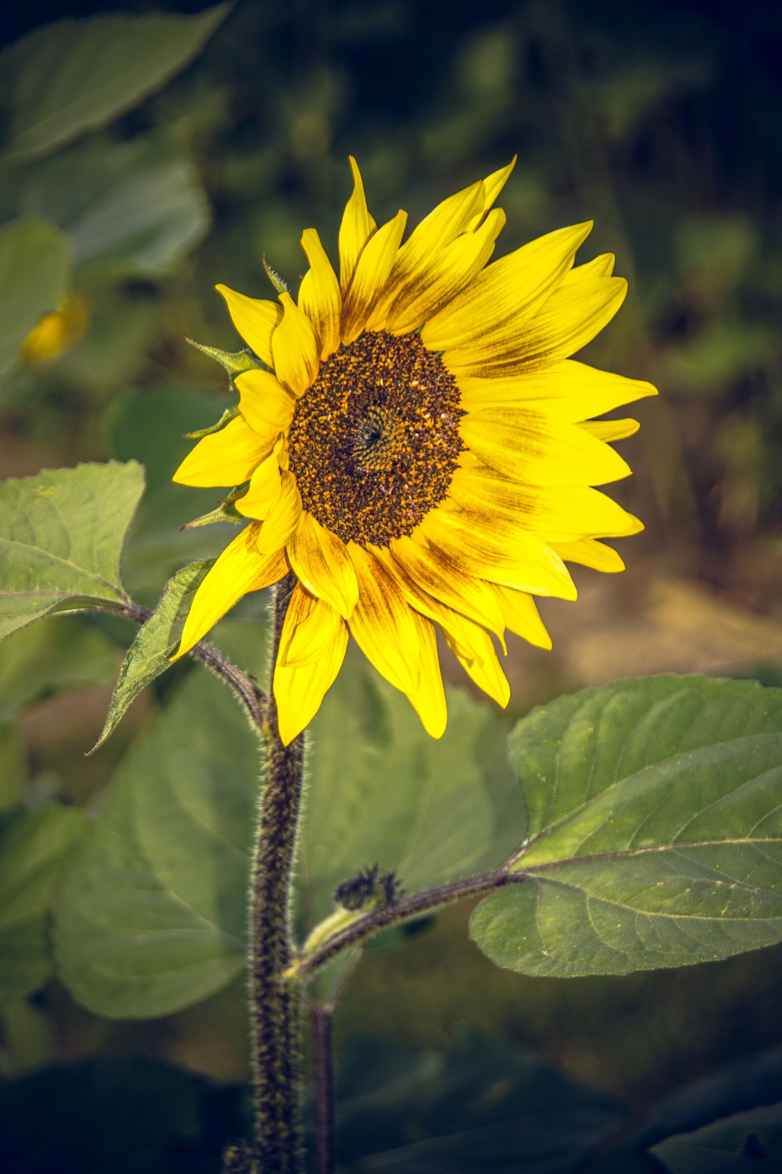 Sony ILCA-77M2 sample photo. Sunflower, blossom, bloom photography