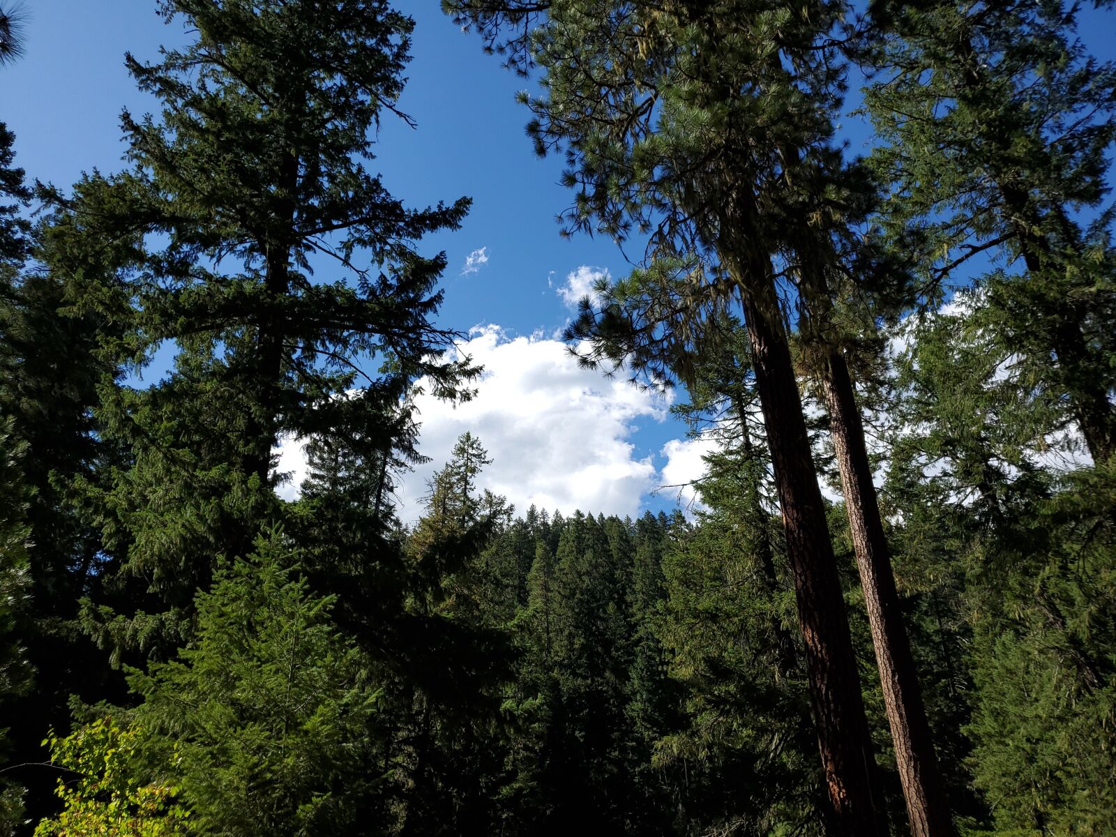 Samsung Galaxy S10+ sample photo. Mountains, forest, trees photography