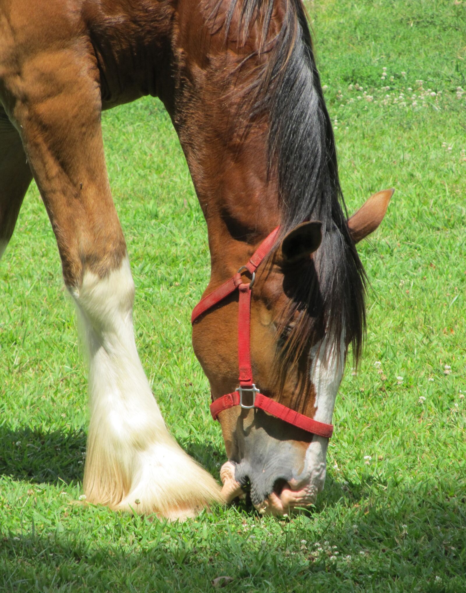 Canon PowerShot SX130 IS sample photo. Horse, animal, clydesdale photography