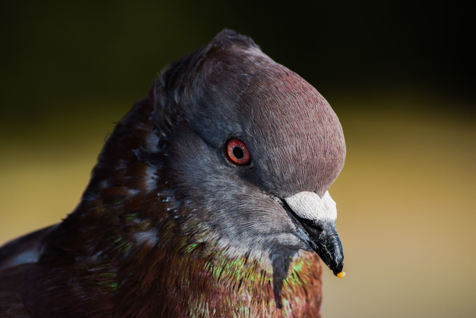 Nikon D3300 sample photo. Pigeon, bird, head photography
