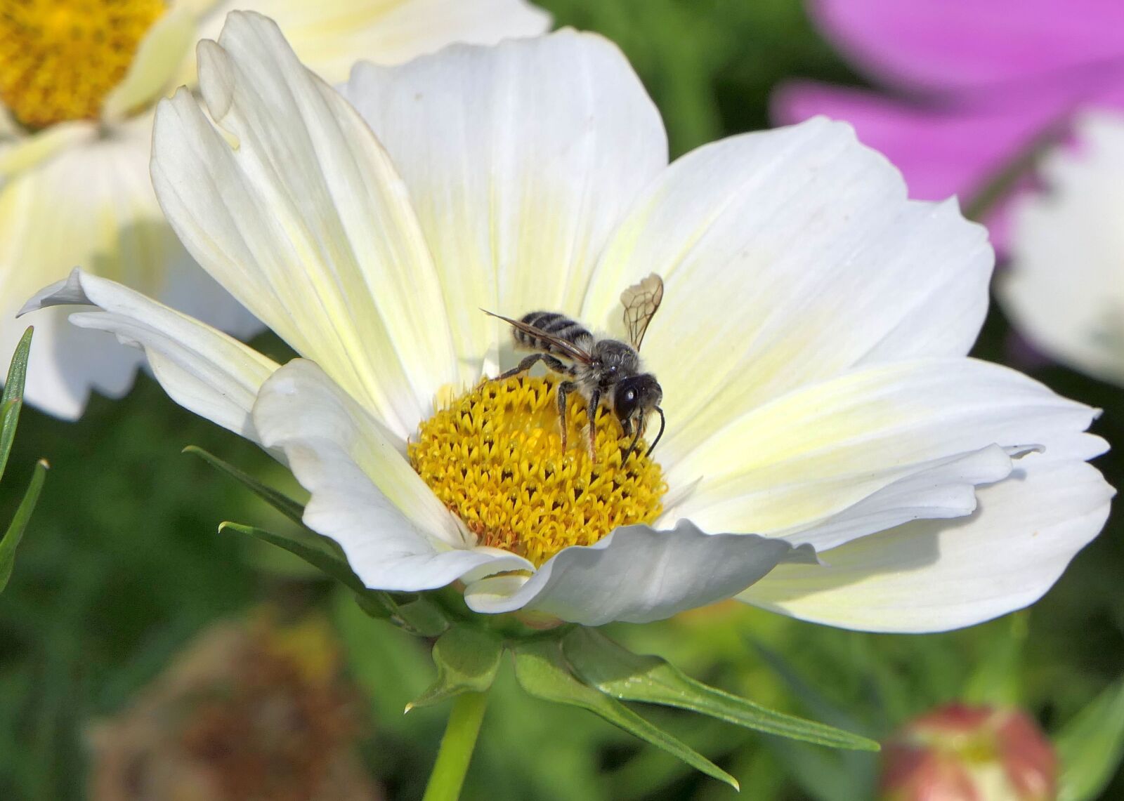 Panasonic Lumix DMC-FZ2500 (Lumix DMC-FZ2000) sample photo. Bee, flower, close up photography