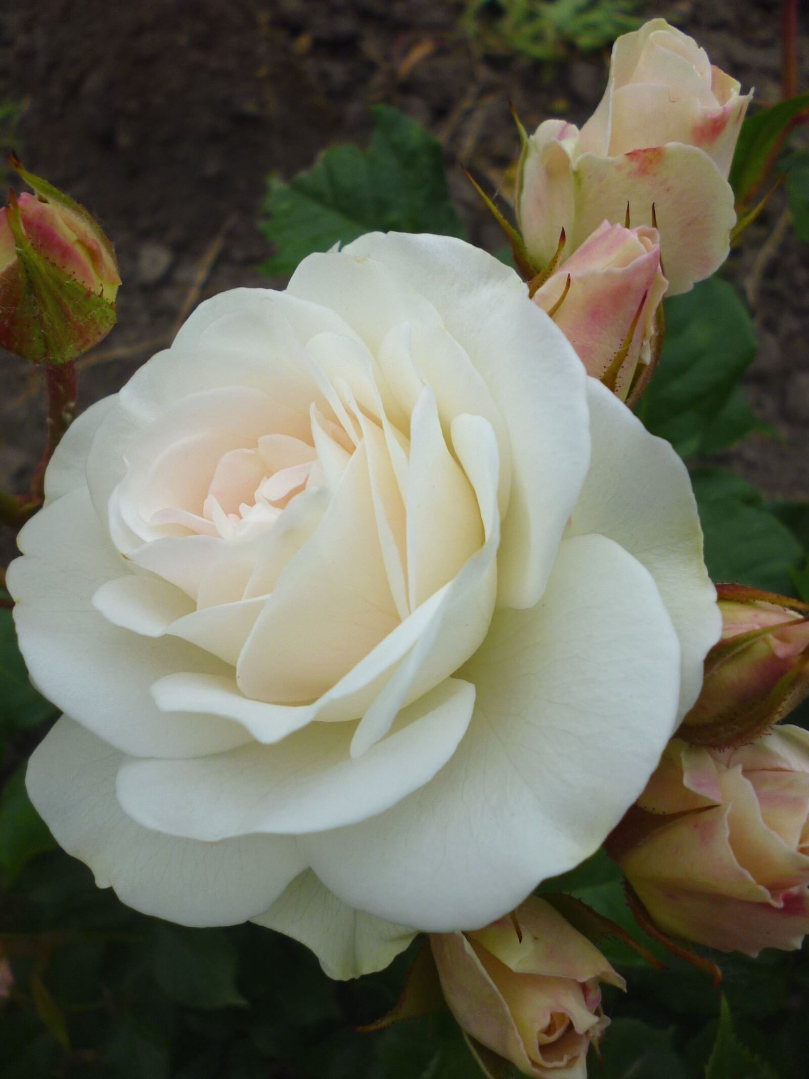 Panasonic Lumix DMC-S1 sample photo. White rose, bud, flowering photography