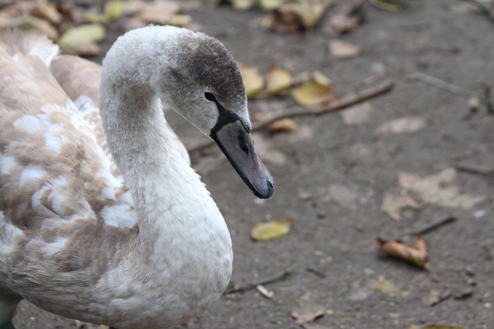 Canon EOS 650D (EOS Rebel T4i / EOS Kiss X6i) + Canon EF 70-300mm F4-5.6 IS USM sample photo. Swan, young, chick photography
