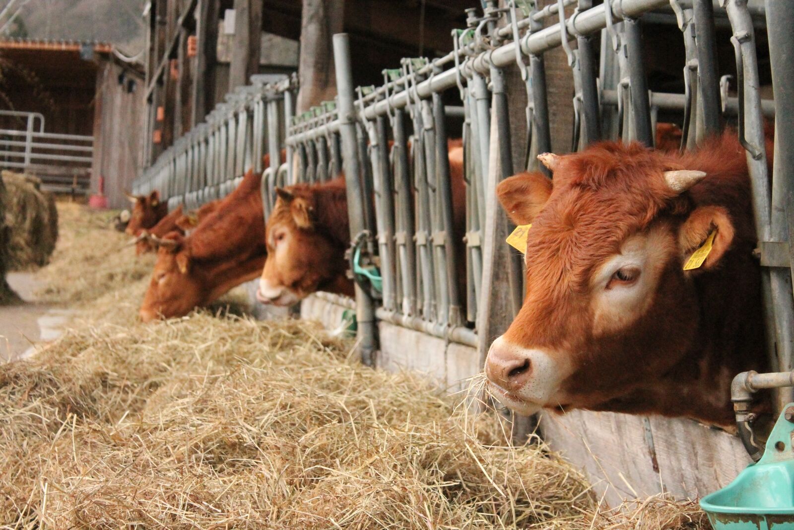 Canon EOS 1100D (EOS Rebel T3 / EOS Kiss X50) sample photo. Cows, stall, bio photography